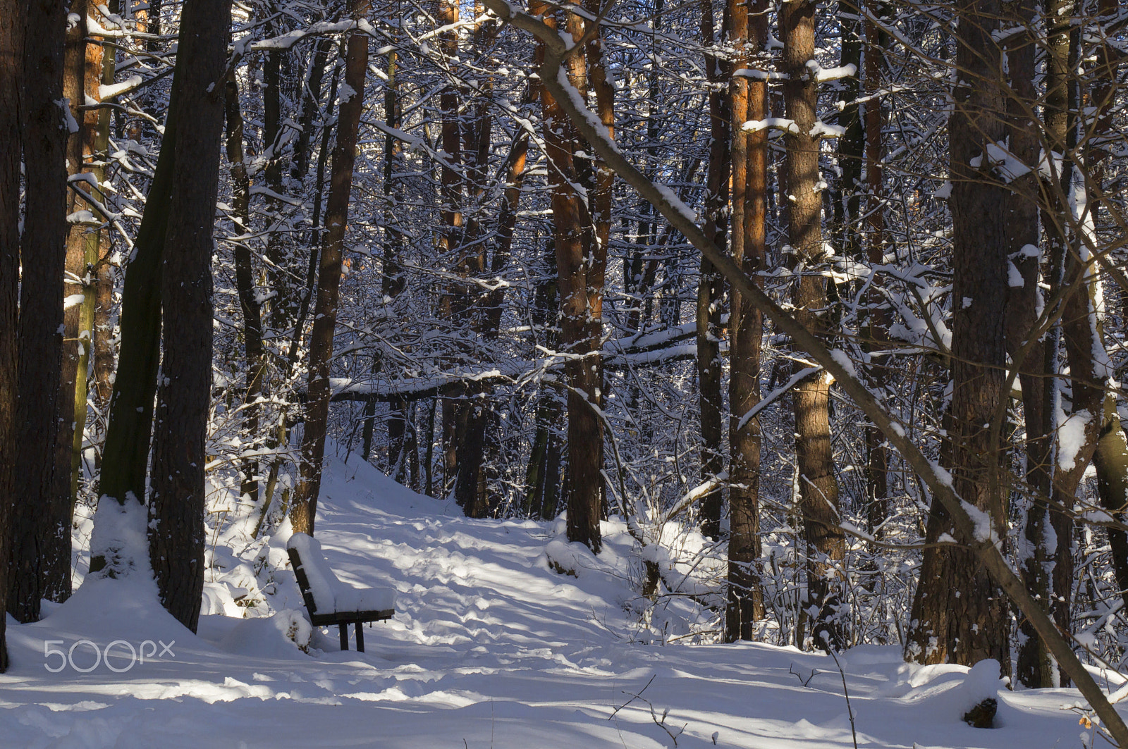 Sony SLT-A37 sample photo. Winter park scene photography