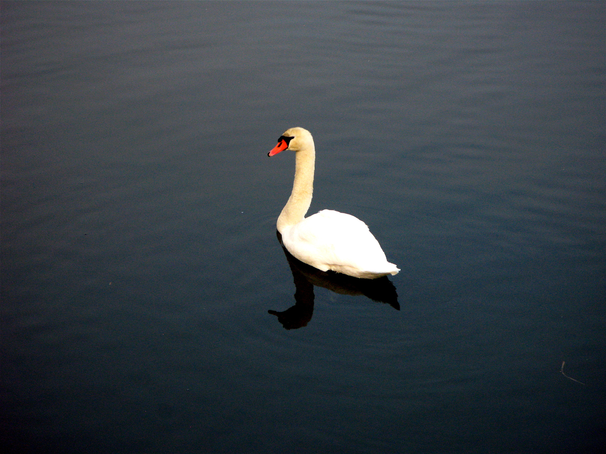 Canon POWERSHOT G7 sample photo. Swan in the river regen photography