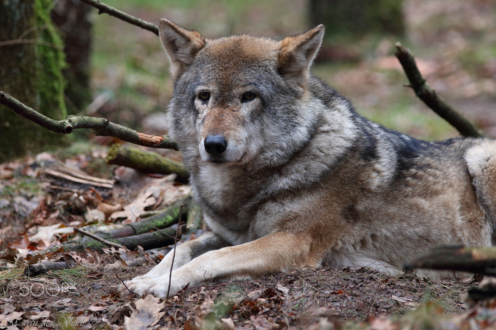 Sigma 150-600mm F5-6.3 DG OS HSM | C sample photo. Eye catching wolf photography