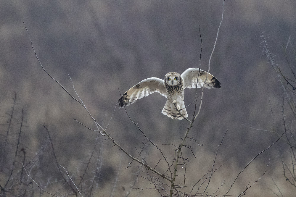Canon EF 500mm F4L IS II USM sample photo. Short eared owl photography