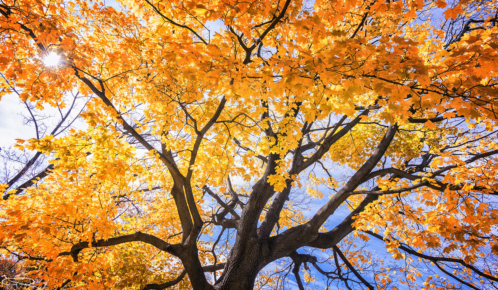 Nikon D810 + Nikon AF-S Nikkor 17-35mm F2.8D ED-IF sample photo. Árbol otoño photography