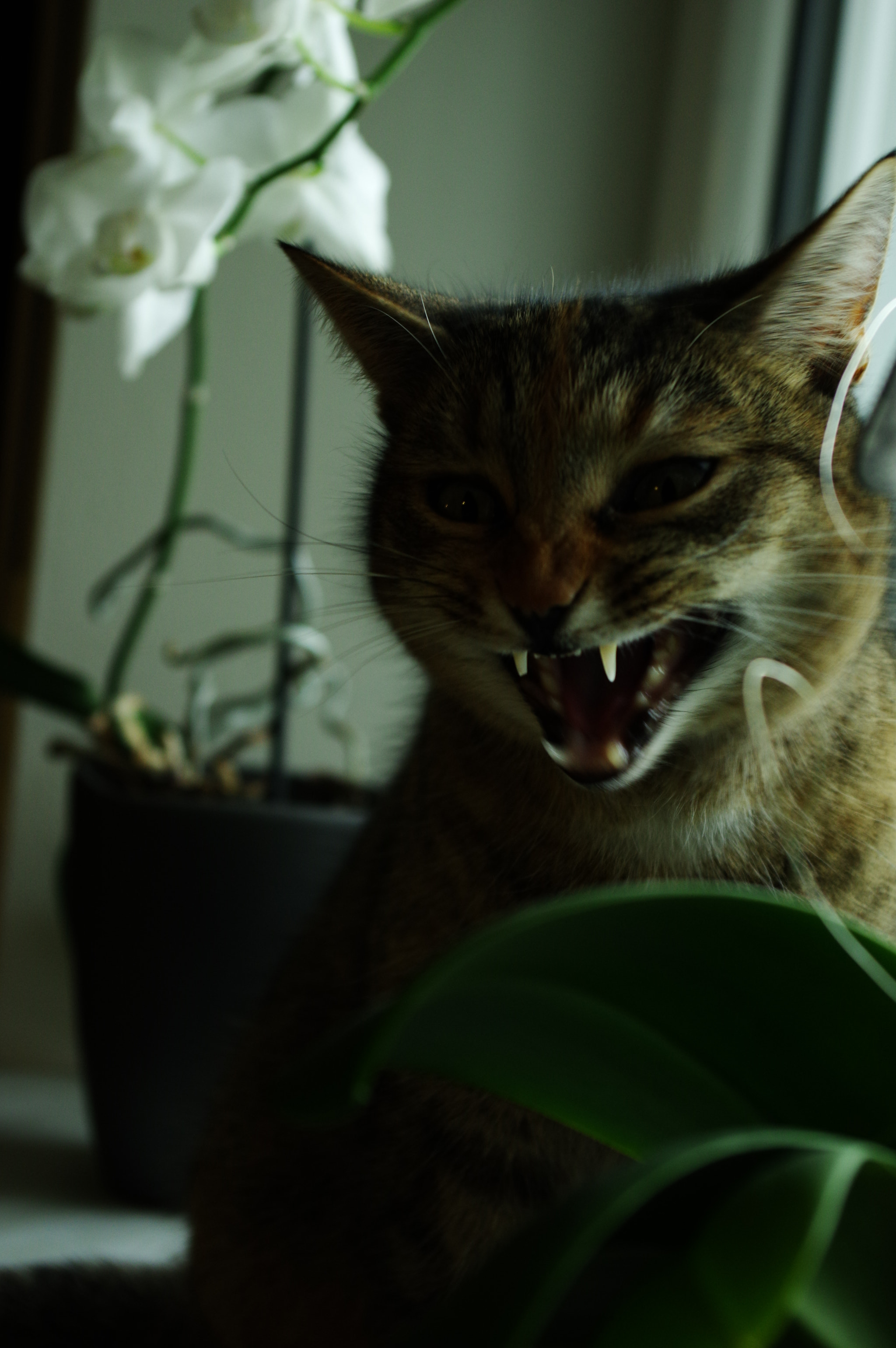 Pentax K-3 II sample photo. Leni photography