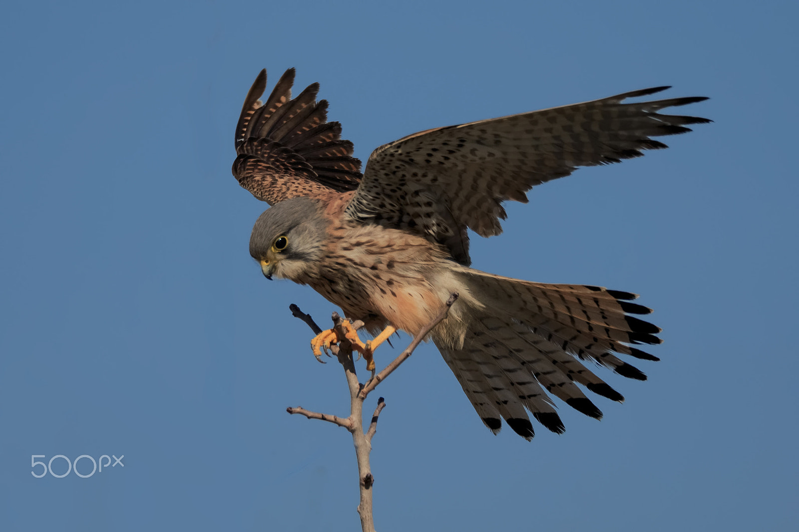Canon EOS-1D X sample photo. Common kestrel photography