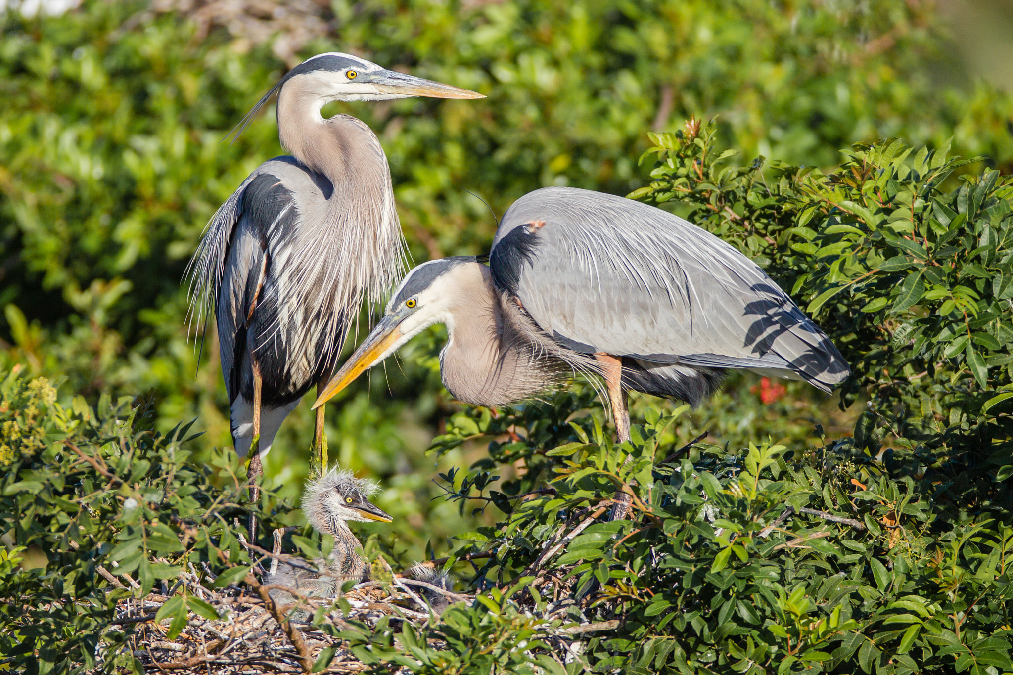 Canon EOS-1D Mark IV + Canon EF 600mm f/4L IS sample photo. Great blue heron family photography