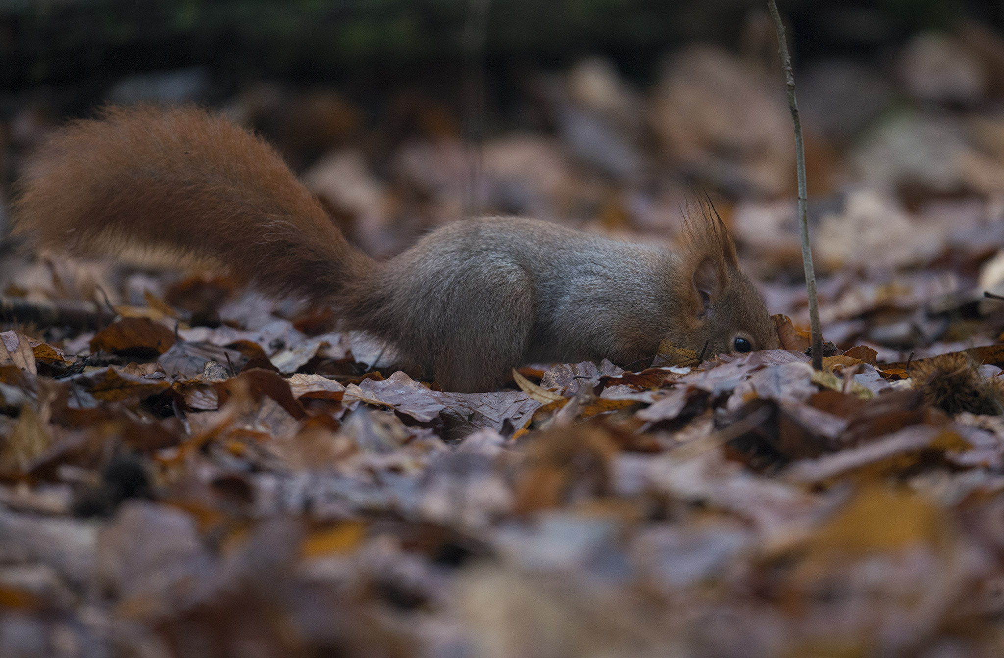 Nikon D800 + Nikon AF-S Nikkor 500mm F4E FL ED VR sample photo. Écureuil roux photography