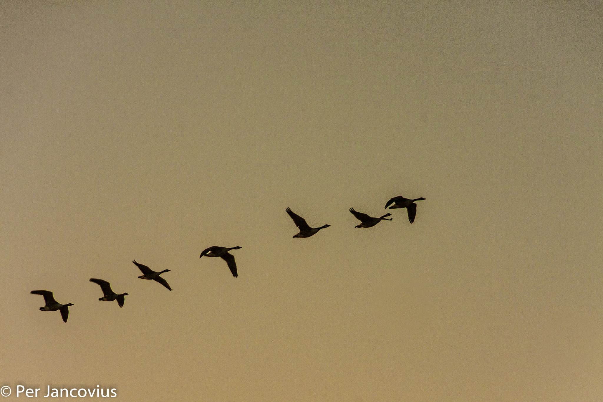 Canon EOS 40D sample photo. Canada geese photography