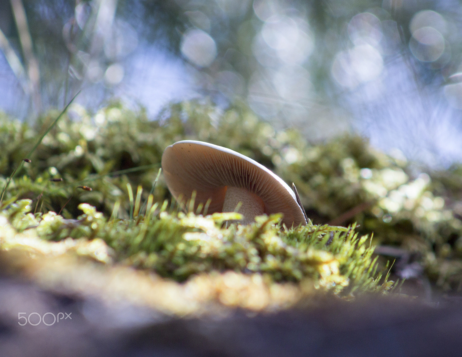 Canon EF 75-300mm f/4-5.6 USM sample photo. On show photography