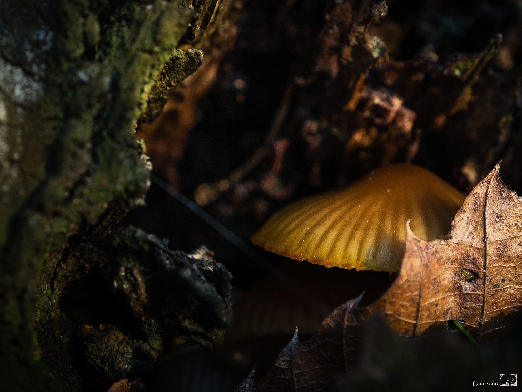 Olympus OM-D E-M10 sample photo. Micro world photography