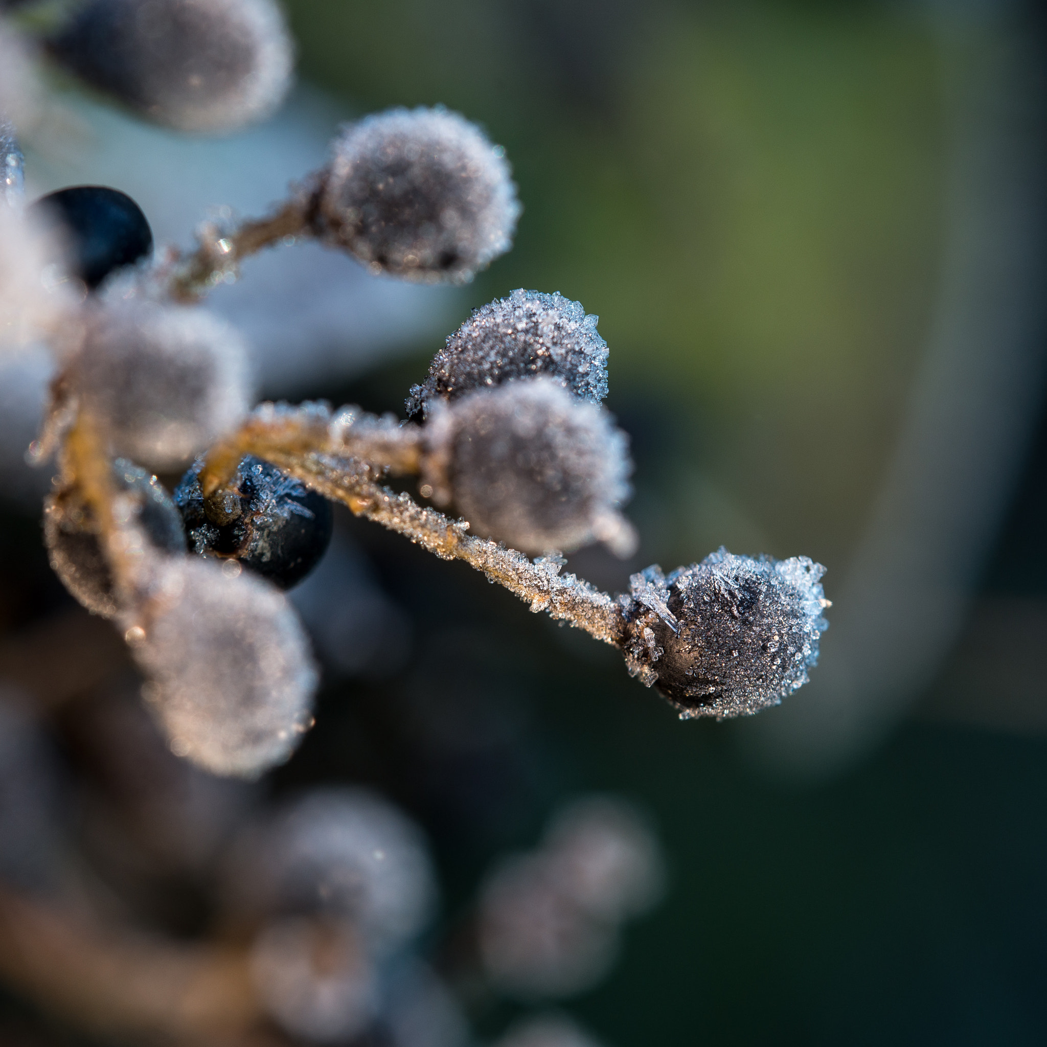 Tamron SP AF 180mm F3.5 Di LD (IF) Macro sample photo. Frost photography