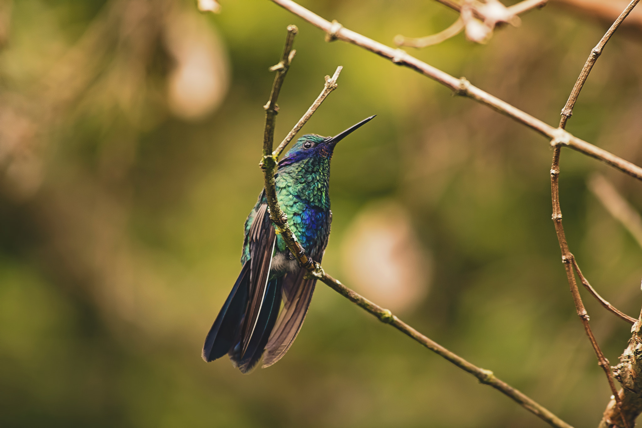 Canon EOS 60D + Canon EF 100-300mm f/5.6L sample photo. Hummingbird photography