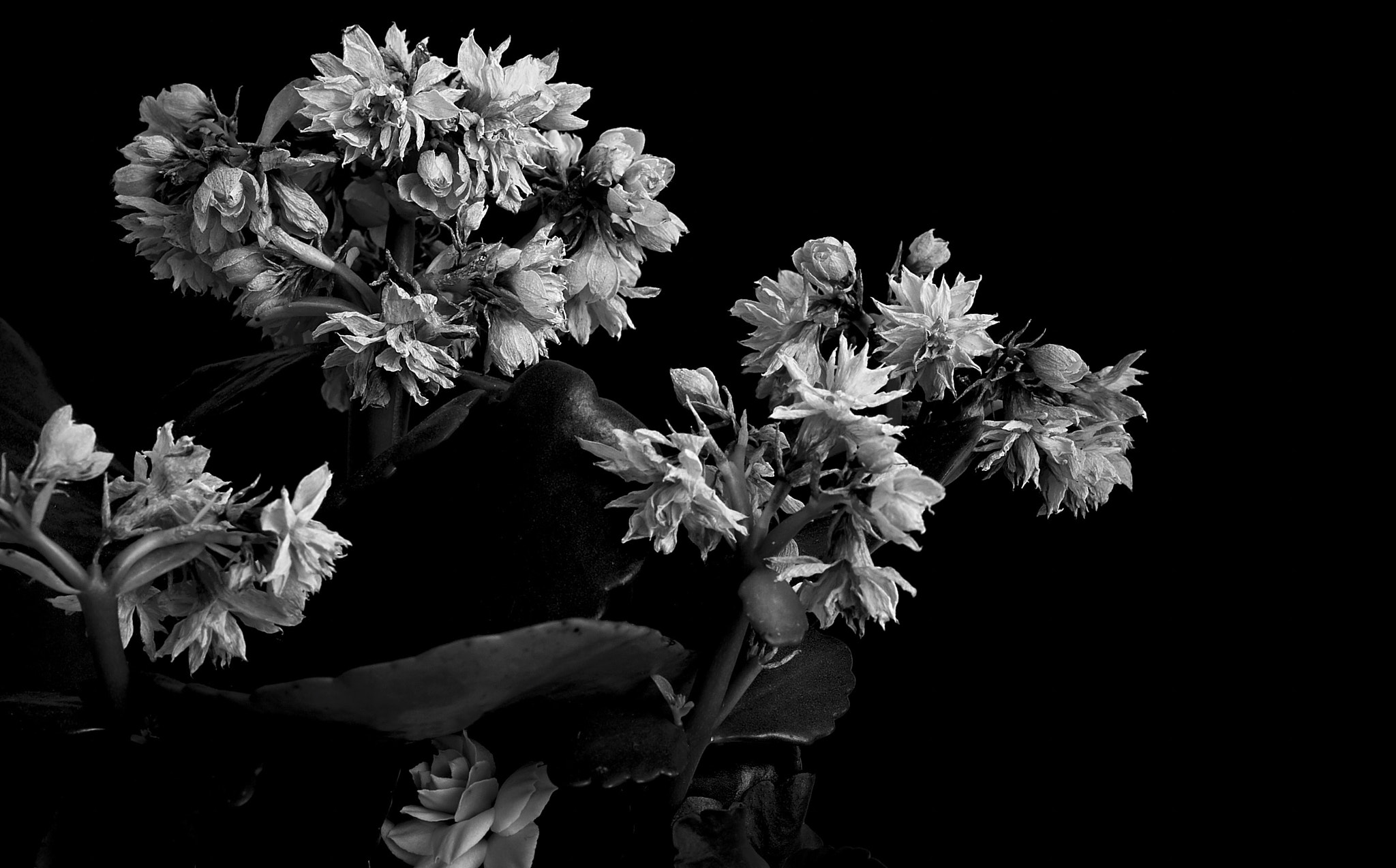 Nikon D4S sample photo. Fade flower photography