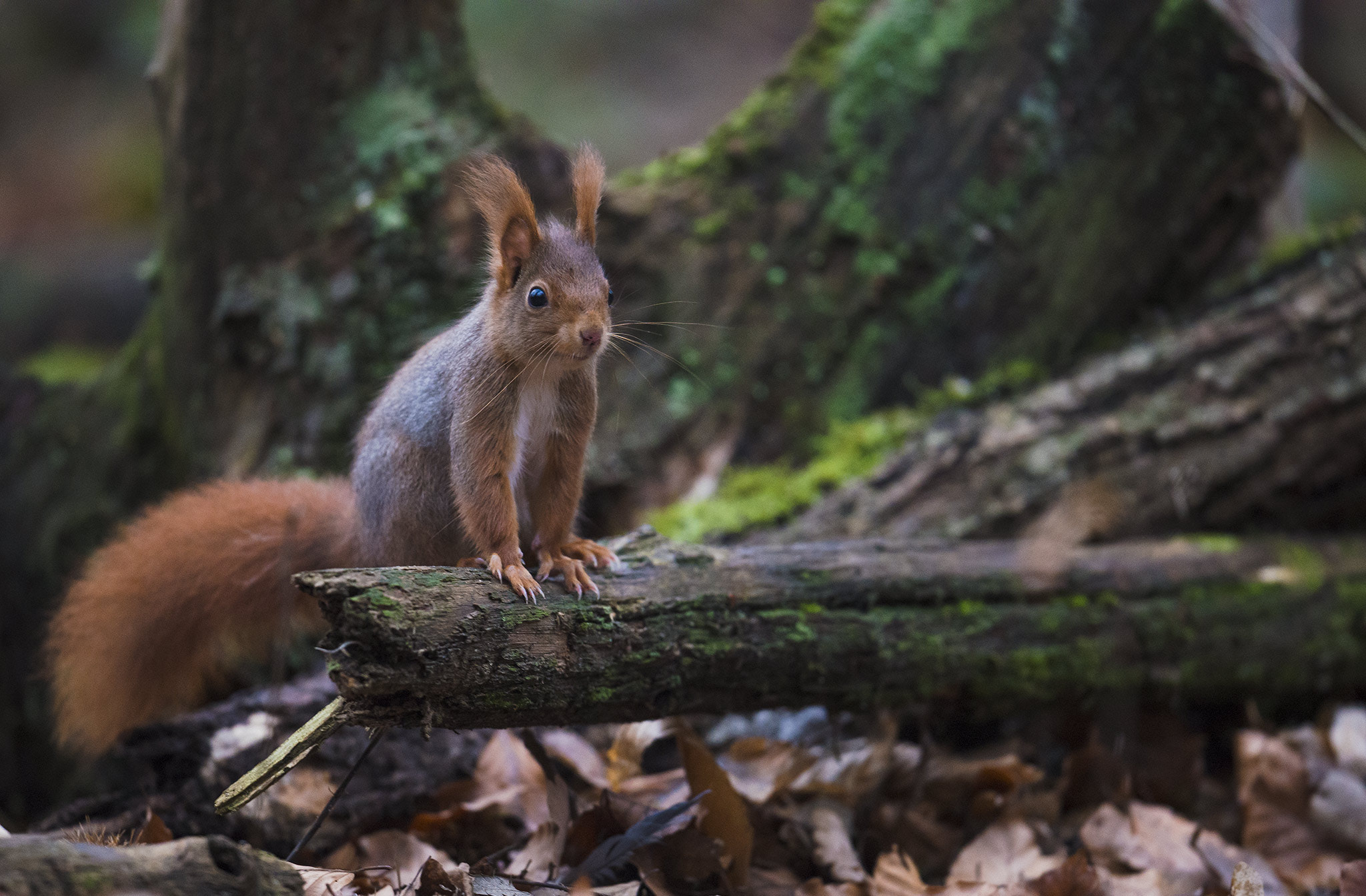 Nikon D800 + Nikon AF-S Nikkor 500mm F4E FL ED VR sample photo. Écureuil roux photography