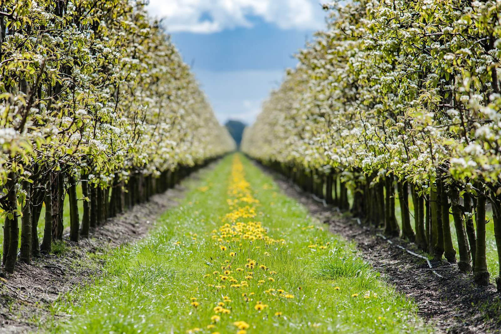 Sony Alpha DSLR-A900 sample photo. Fruit orchard with apple blossoms in spring photography