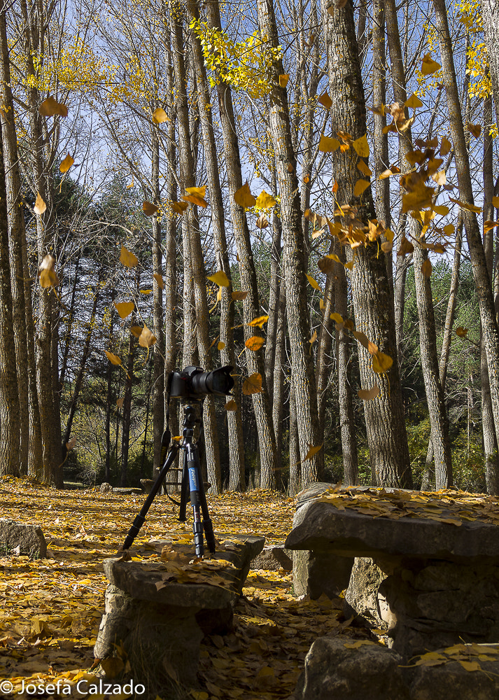 Tamron 14-150mm F3.5-5.8 Di III sample photo. Otoño photography