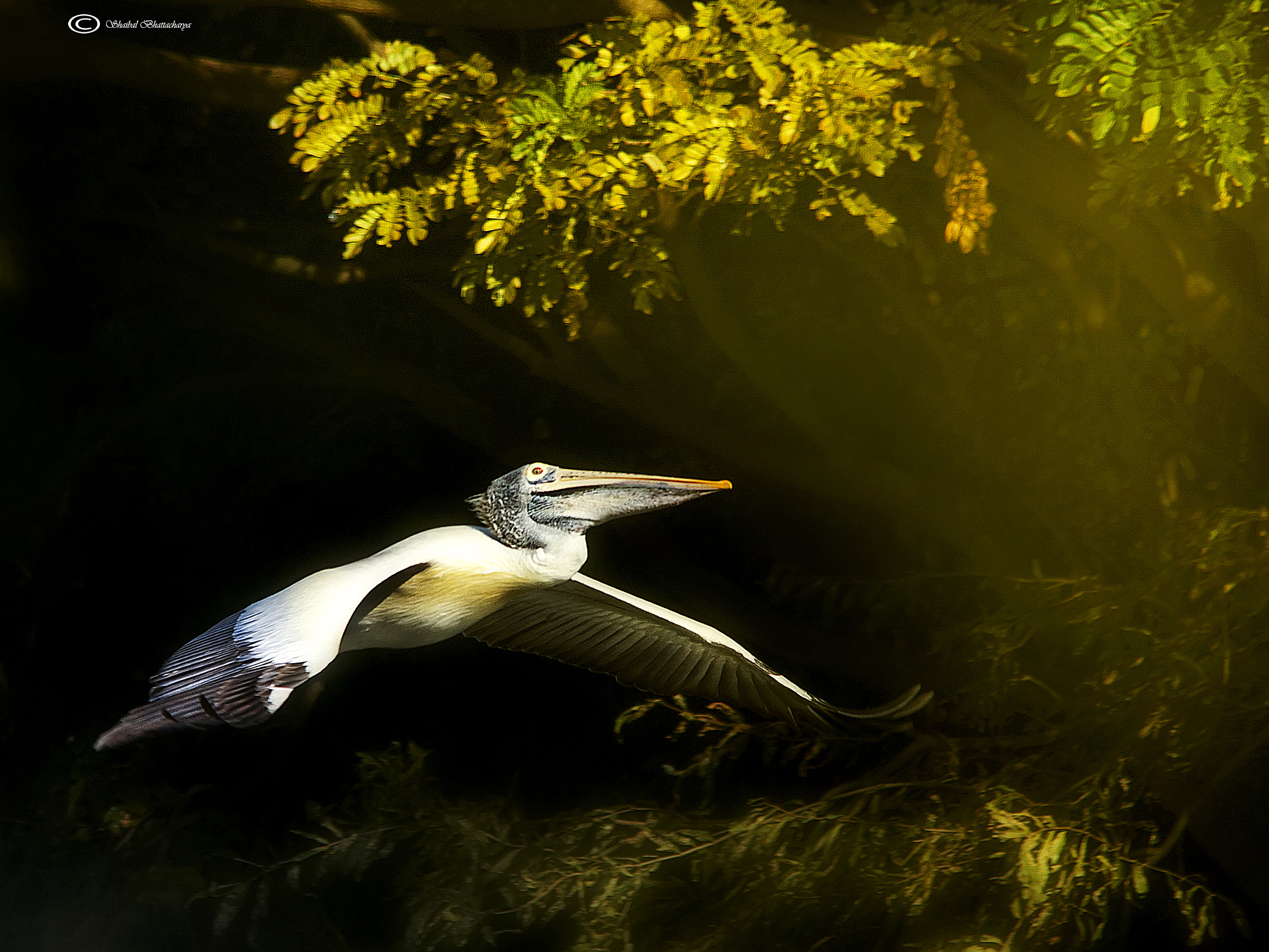 Sigma 150-500mm F5-6.3 DG OS HSM sample photo. Pelican at dawn photography