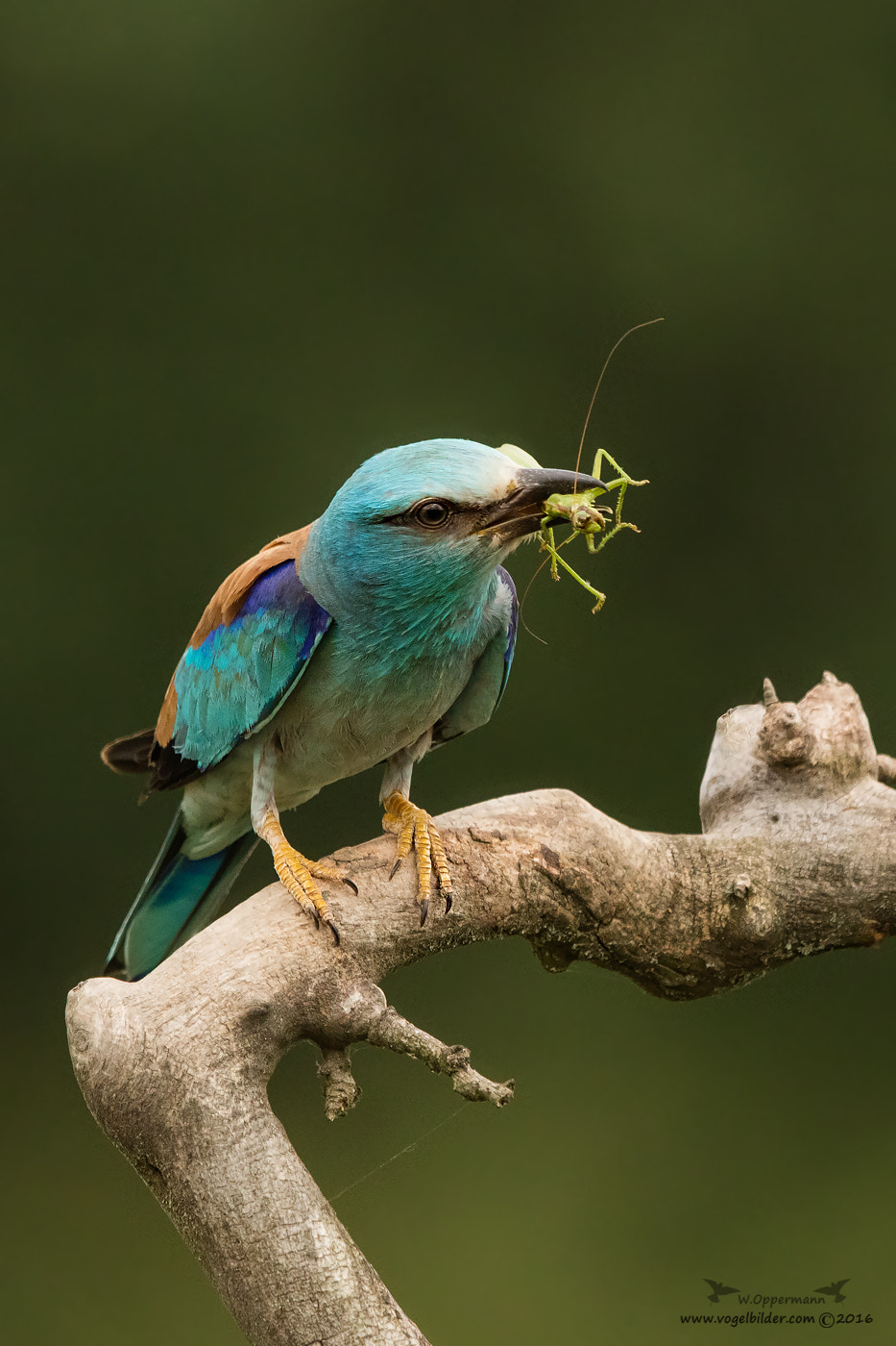 Canon EOS 5DS R + Canon EF 600mm F4L IS II USM sample photo. Blauracke / roller photography