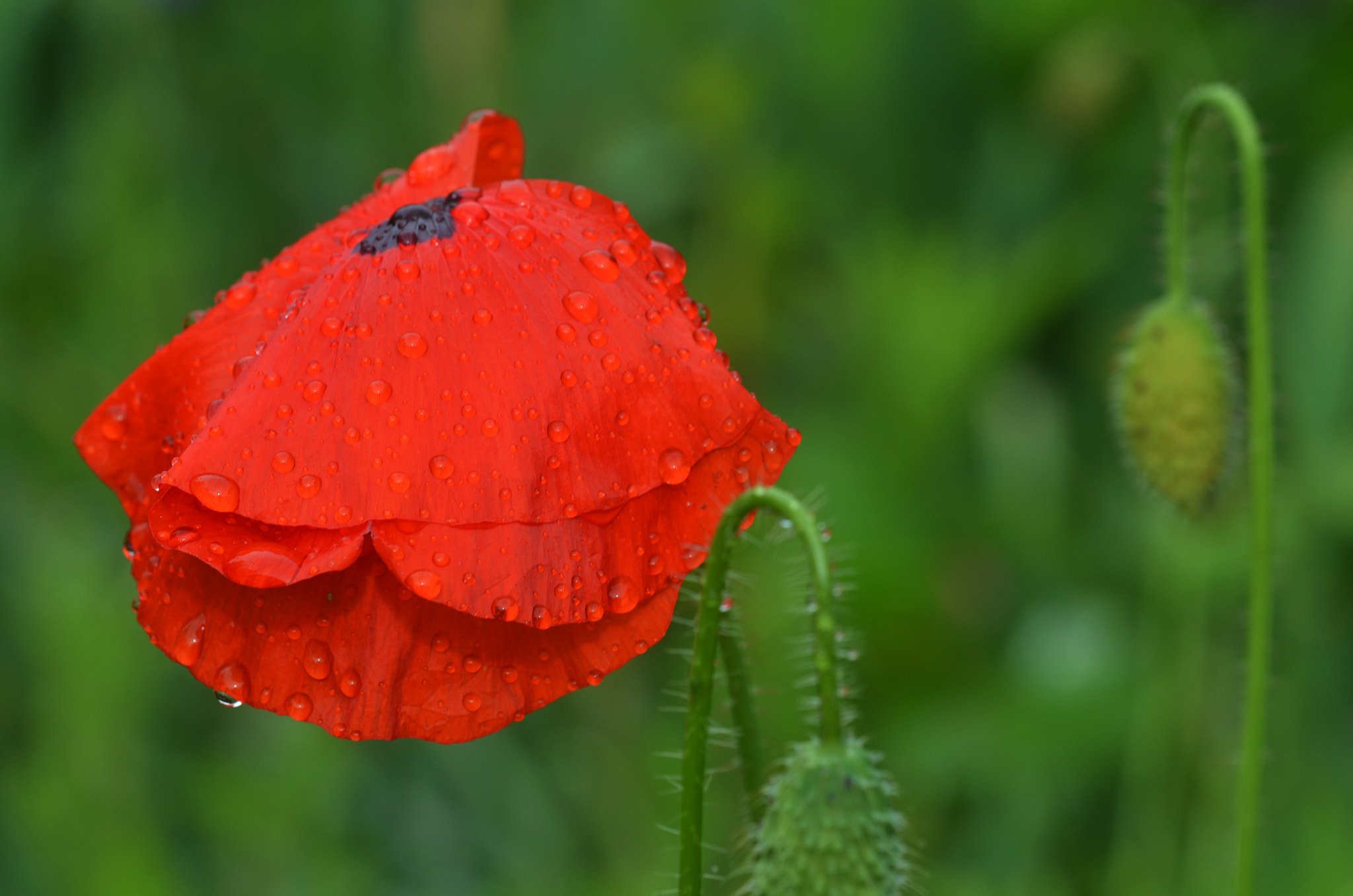 Sigma 105mm F2.8 EX DG OS HSM sample photo. Poppy photography