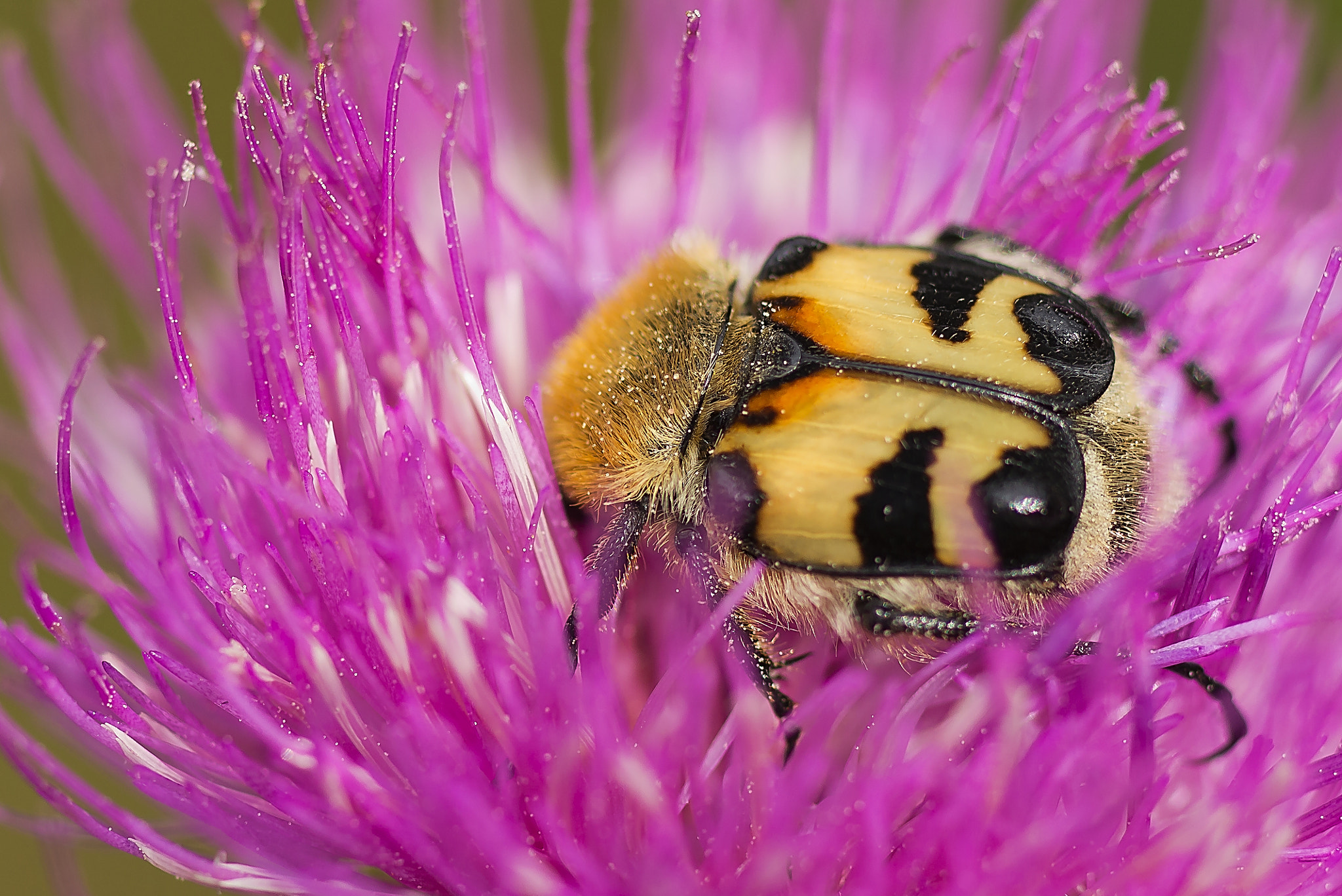 Canon EOS 60D + Tamron SP AF 90mm F2.8 Di Macro sample photo. Jewel. photography