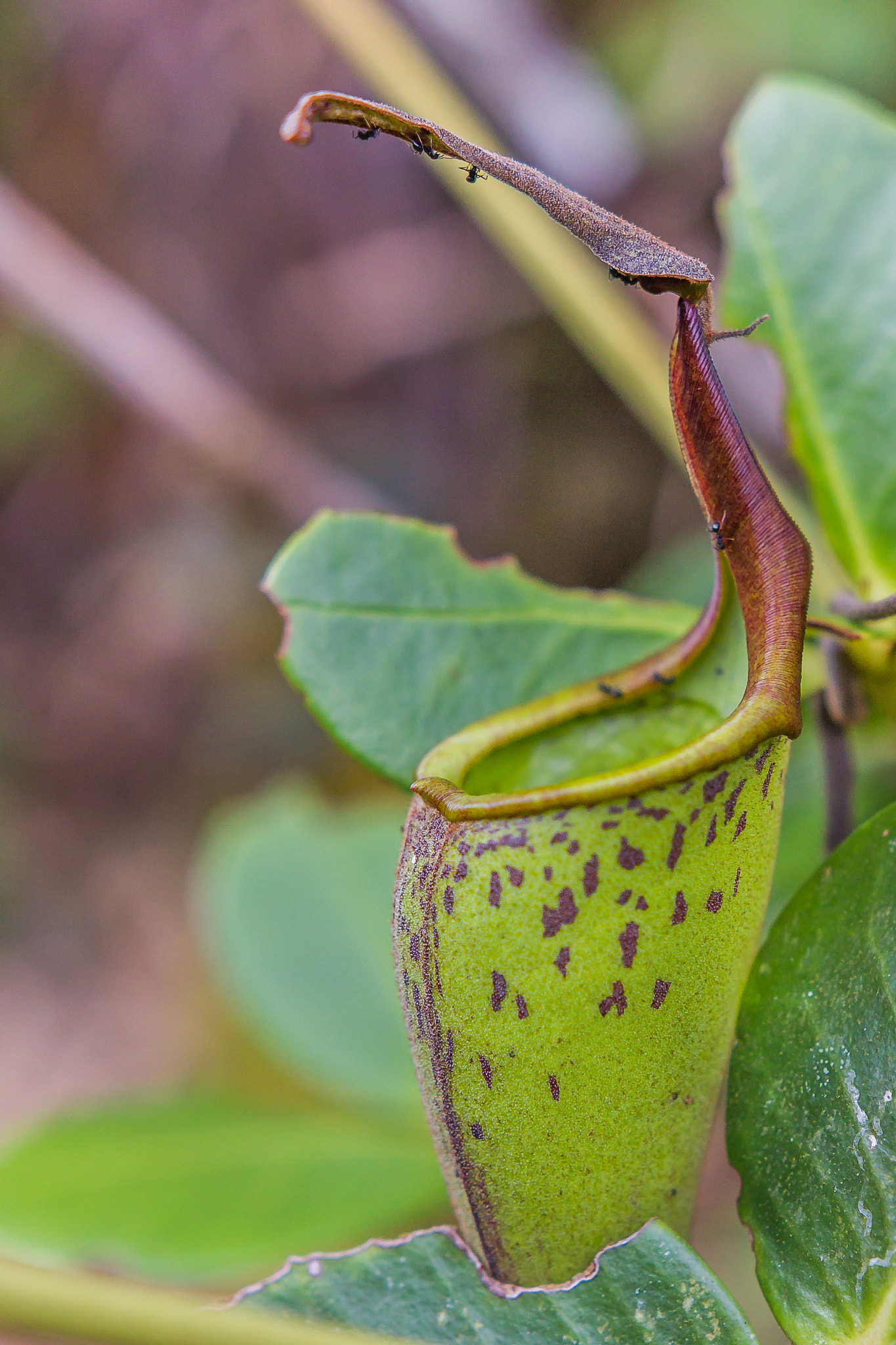 Canon EOS 60D sample photo. "nepenthes fusca" photography