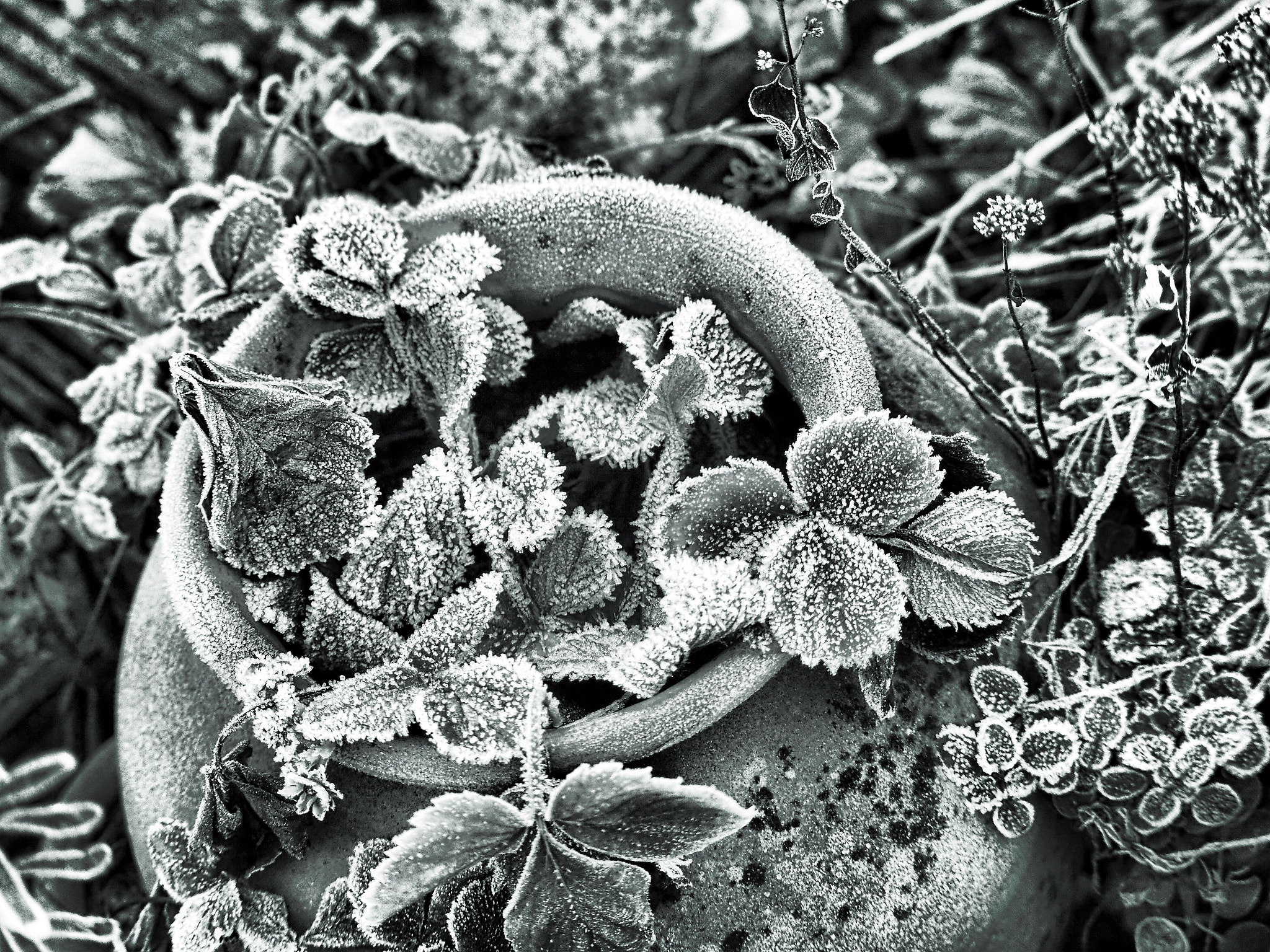 Olympus PEN-F sample photo. Frosty photography