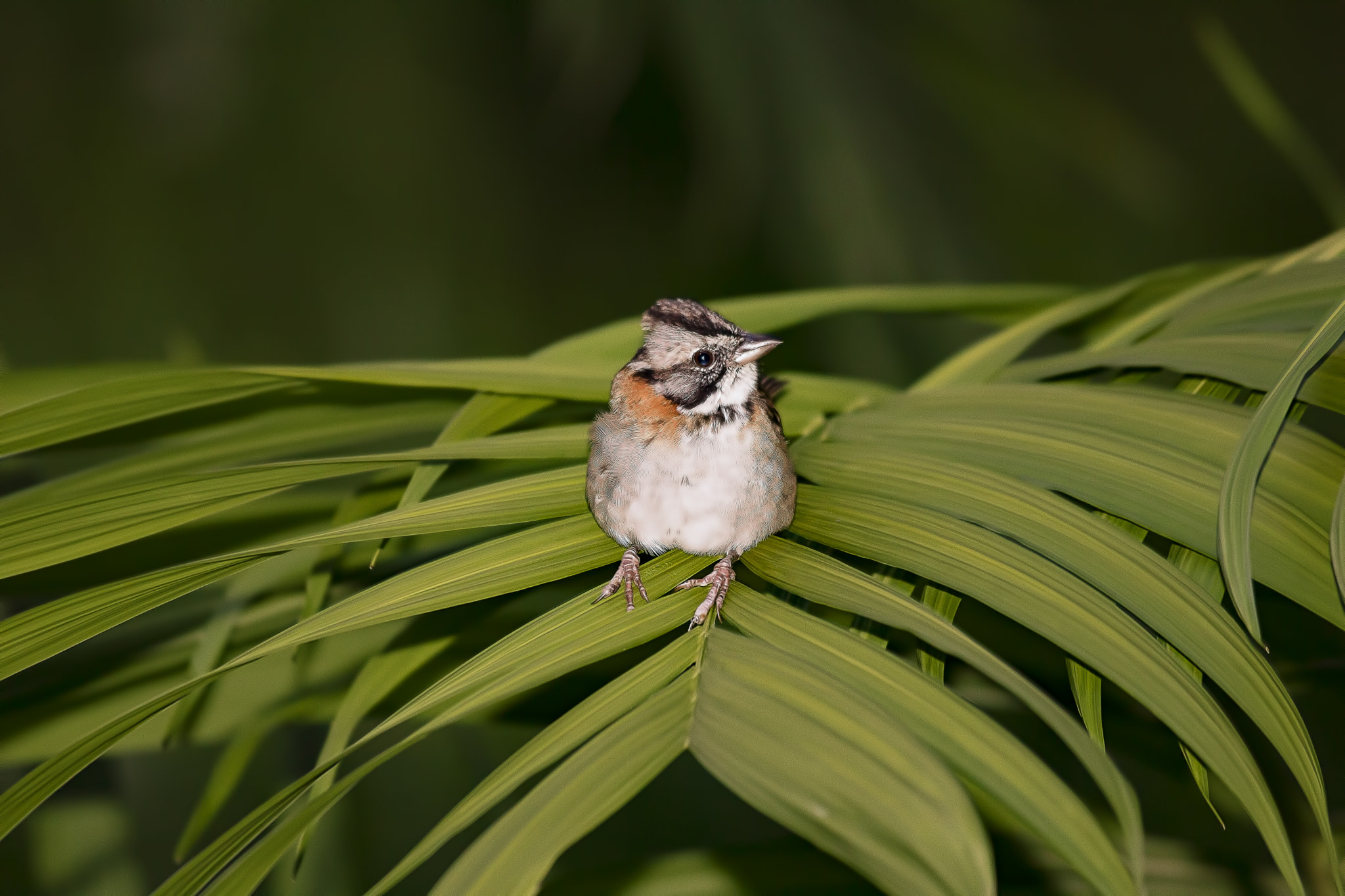 Canon EF 100-300mm f/5.6L sample photo. Angry bird photography