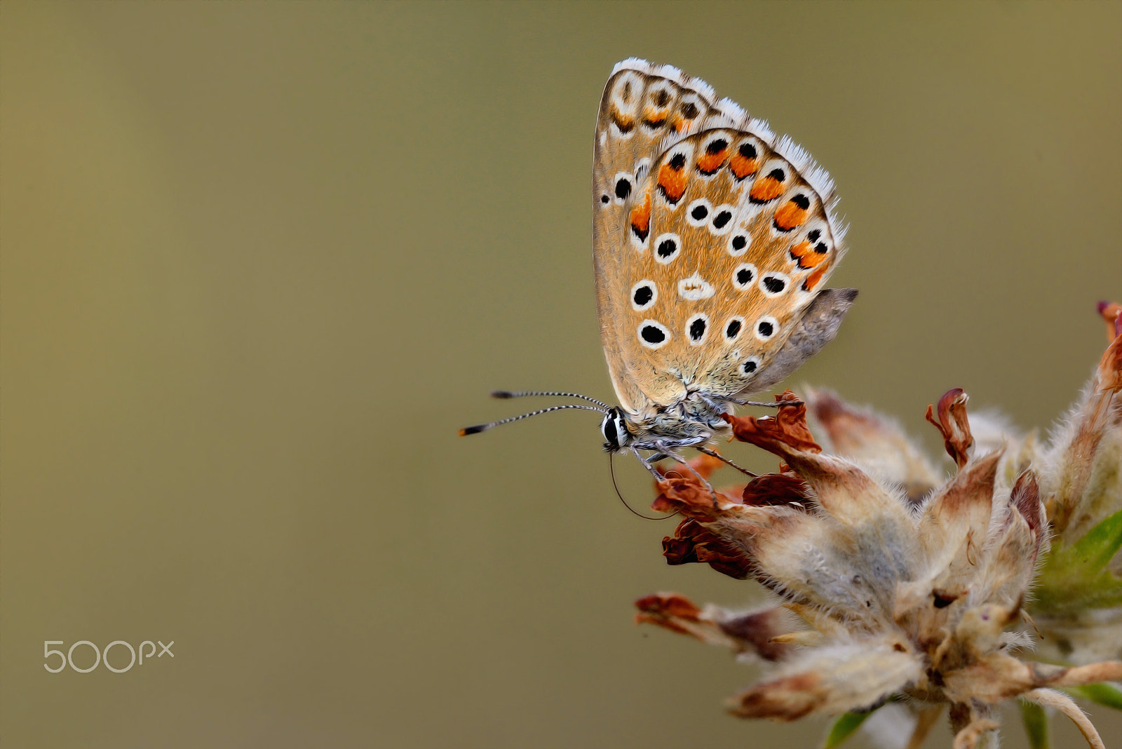 Nikon D800E sample photo. Painting a blue photography