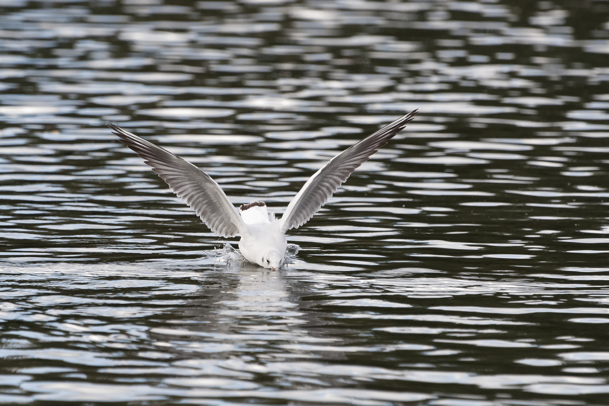 Sony 70-400mm F4-5.6 G SSM II sample photo. Black headed gulls photography