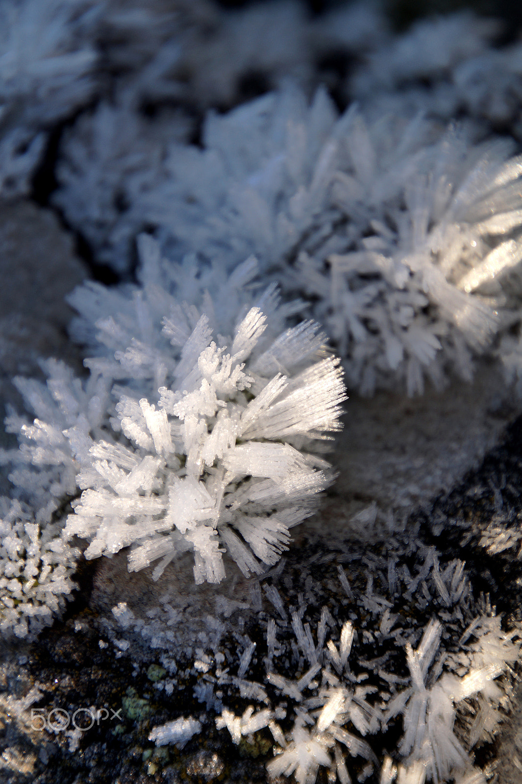 Sony SLT-A58 sample photo. Frozen winter photography