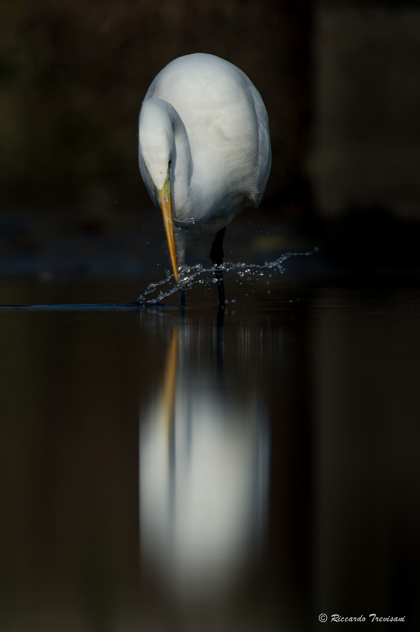 Nikon AF-S Nikkor 300mm F2.8G ED VR II sample photo. Water games photography