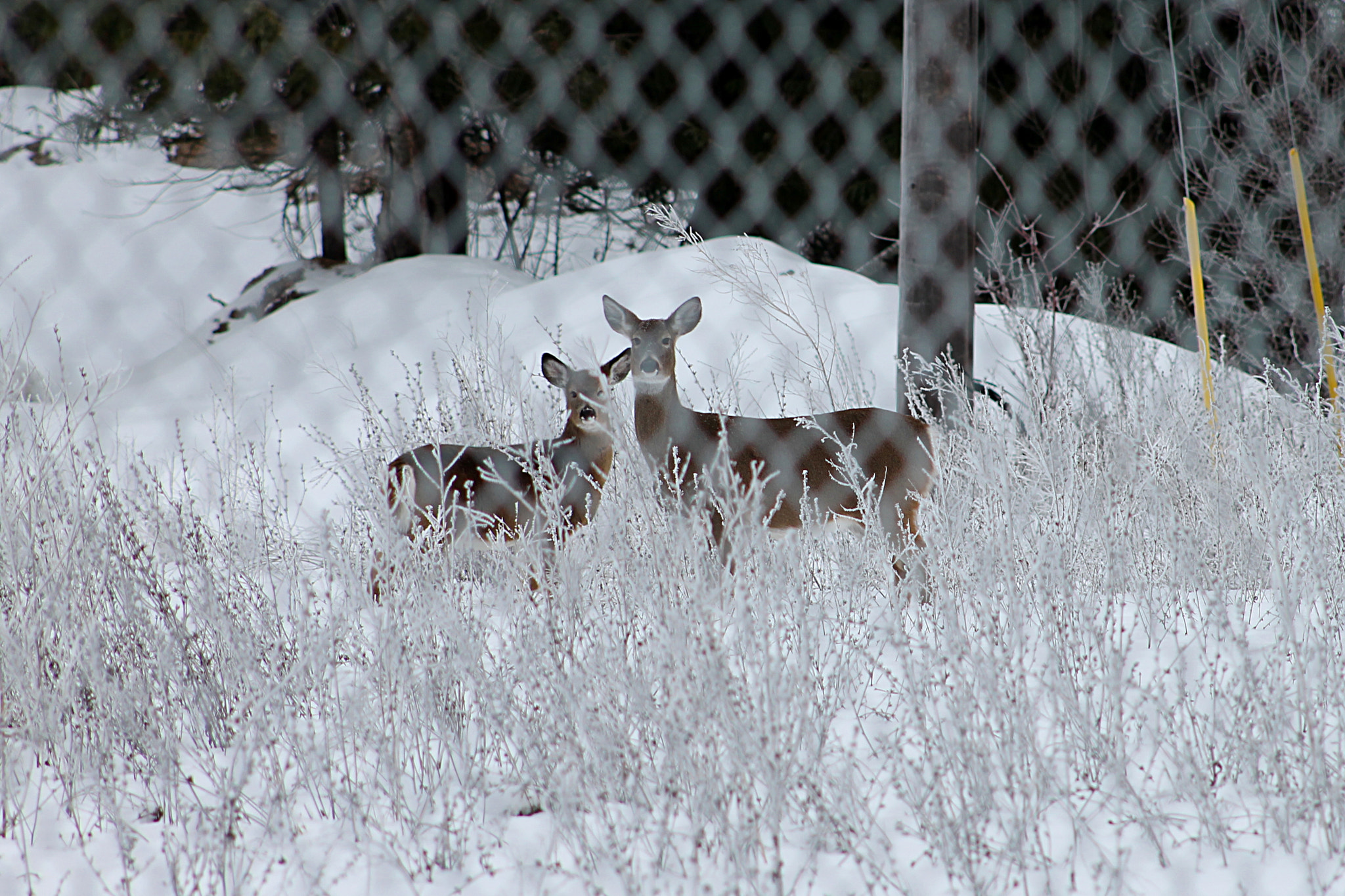 Canon EF 75-300mm f/4-5.6 USM sample photo. Through the fence photography