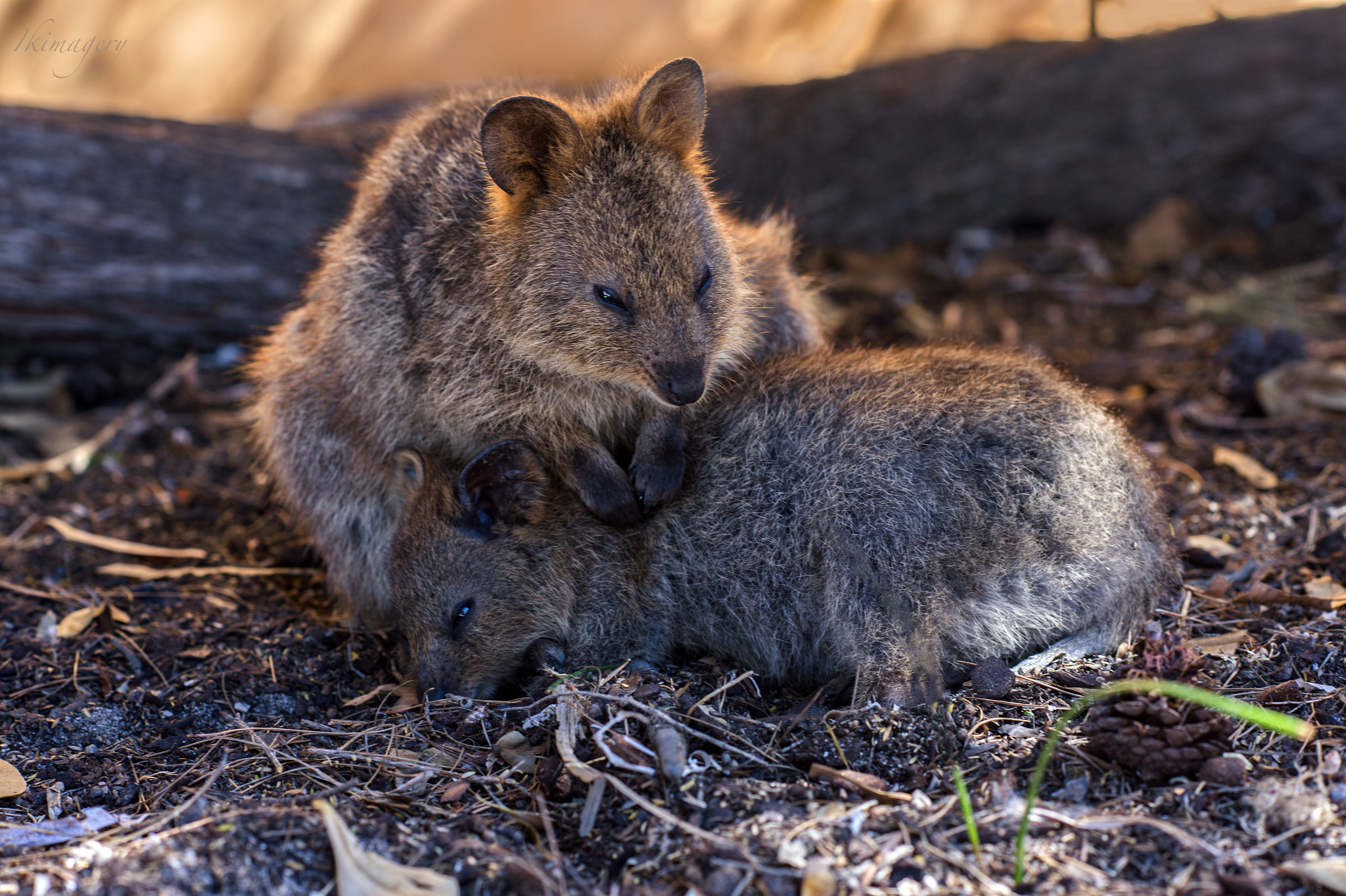 Nikon D4 + Nikon AF-S Nikkor 85mm F1.4G sample photo. Quokka break photography