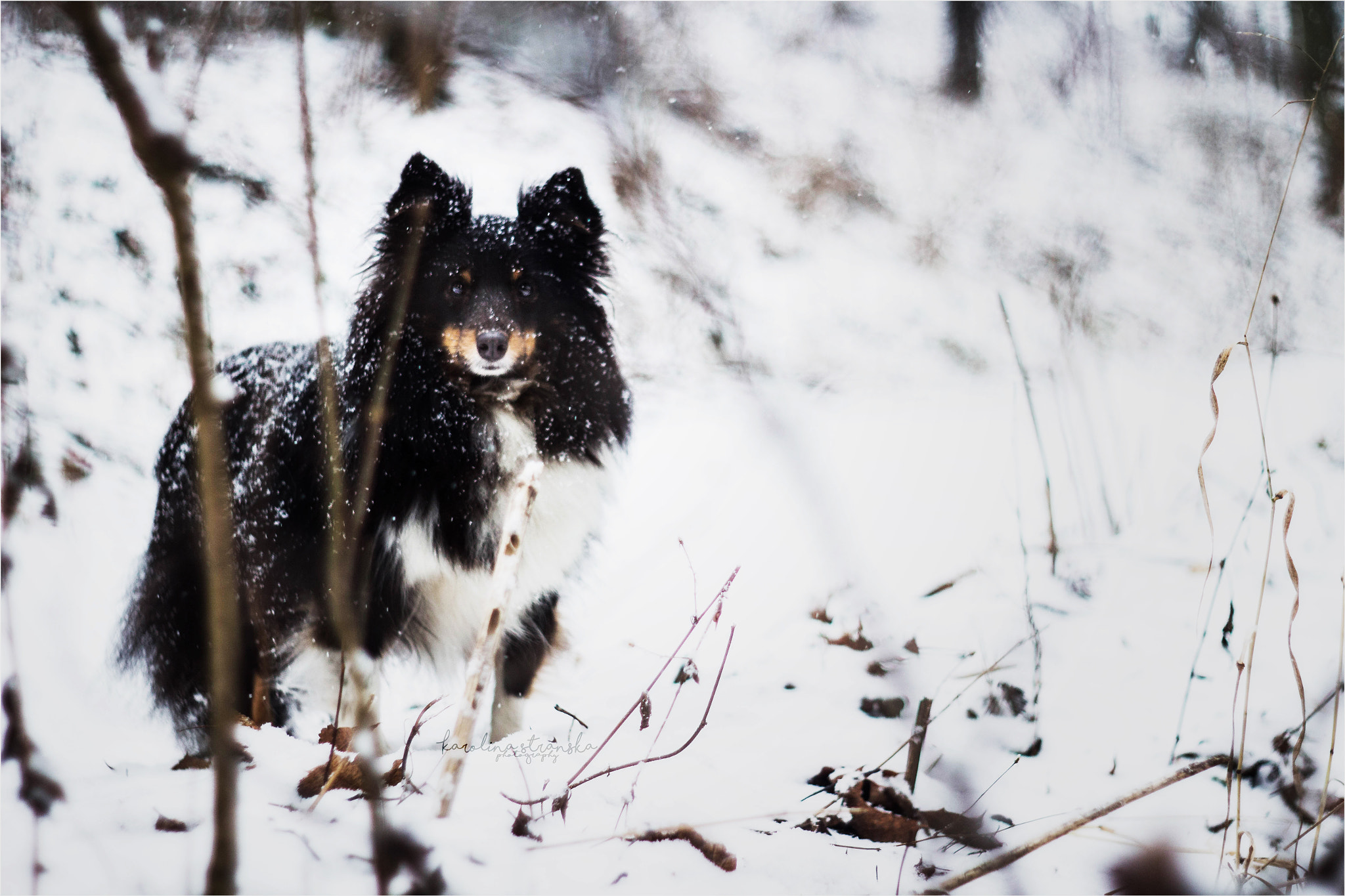 Canon EF 35-80mm f/4-5.6 sample photo. Snow and maggie photography