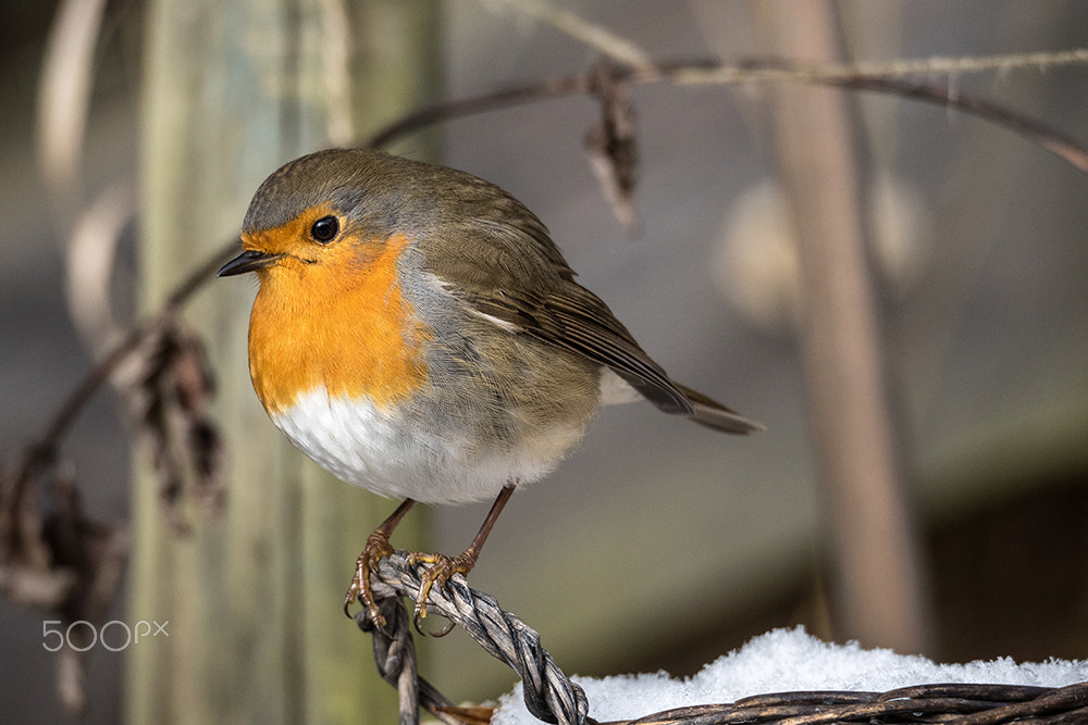 Olympus OM-D E-M5 II sample photo. Robin photography