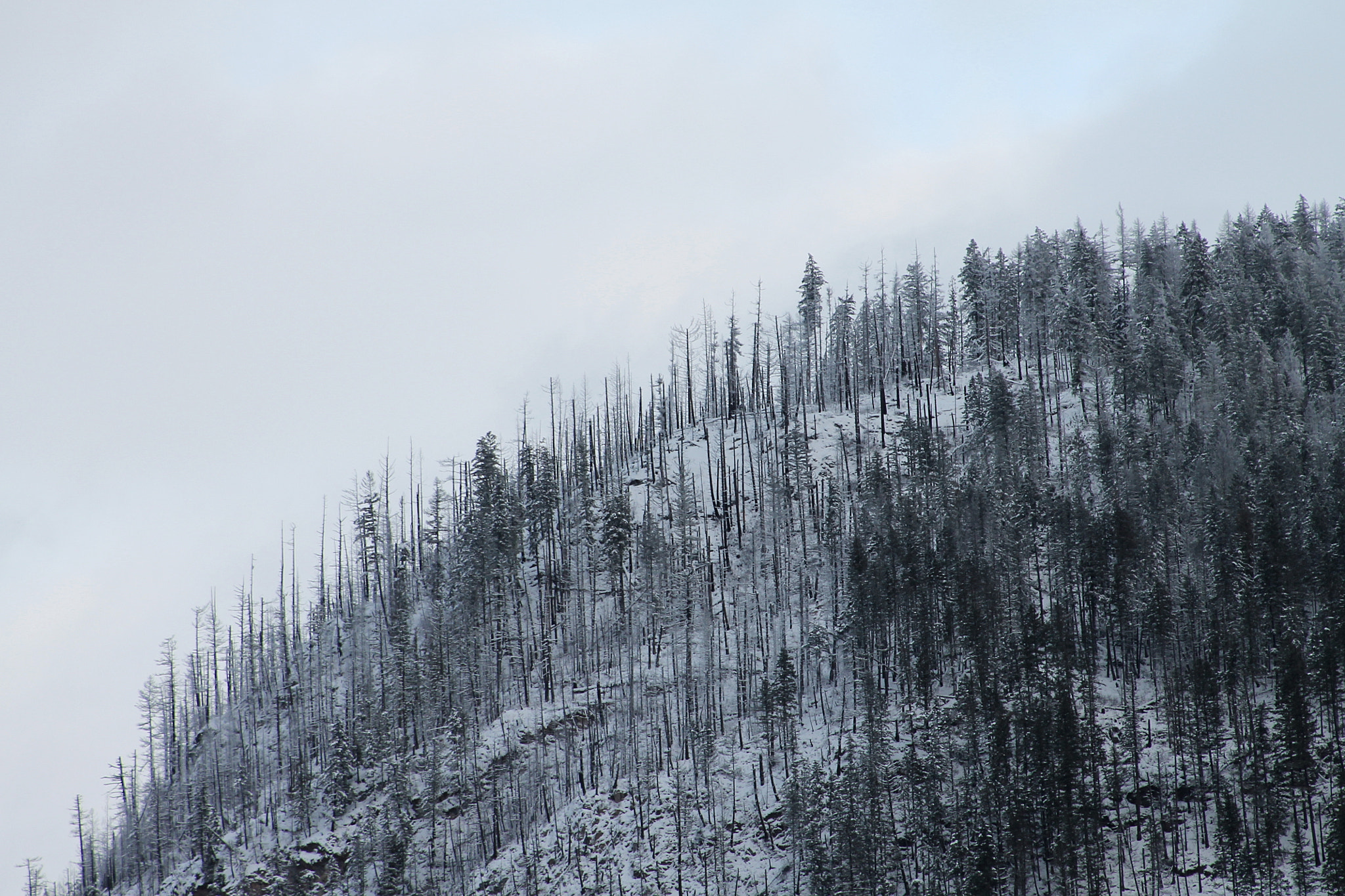 Canon EF 75-300mm f/4-5.6 USM sample photo. Snow and dead trees photography