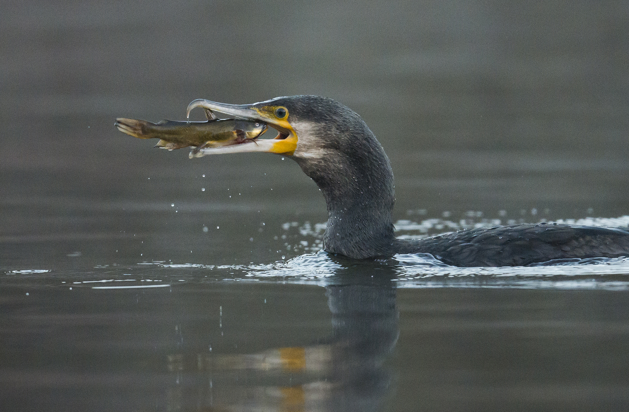 Nikon AF-S Nikkor 500mm F4E FL ED VR sample photo. Grand cormoran (phalacrocorax carbo) photography