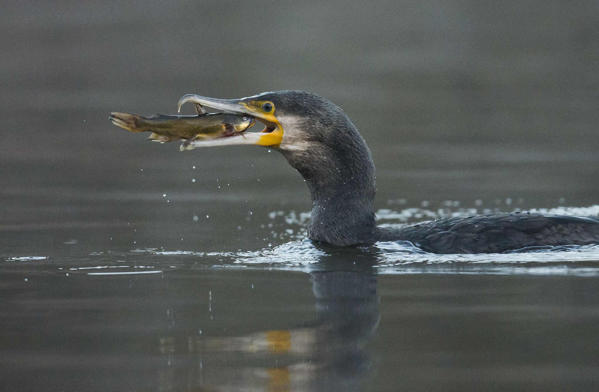 Nikon D800 + Nikon AF-S Nikkor 500mm F4E FL ED VR sample photo. Grand cormoran (phalacrocorax carbo) photography