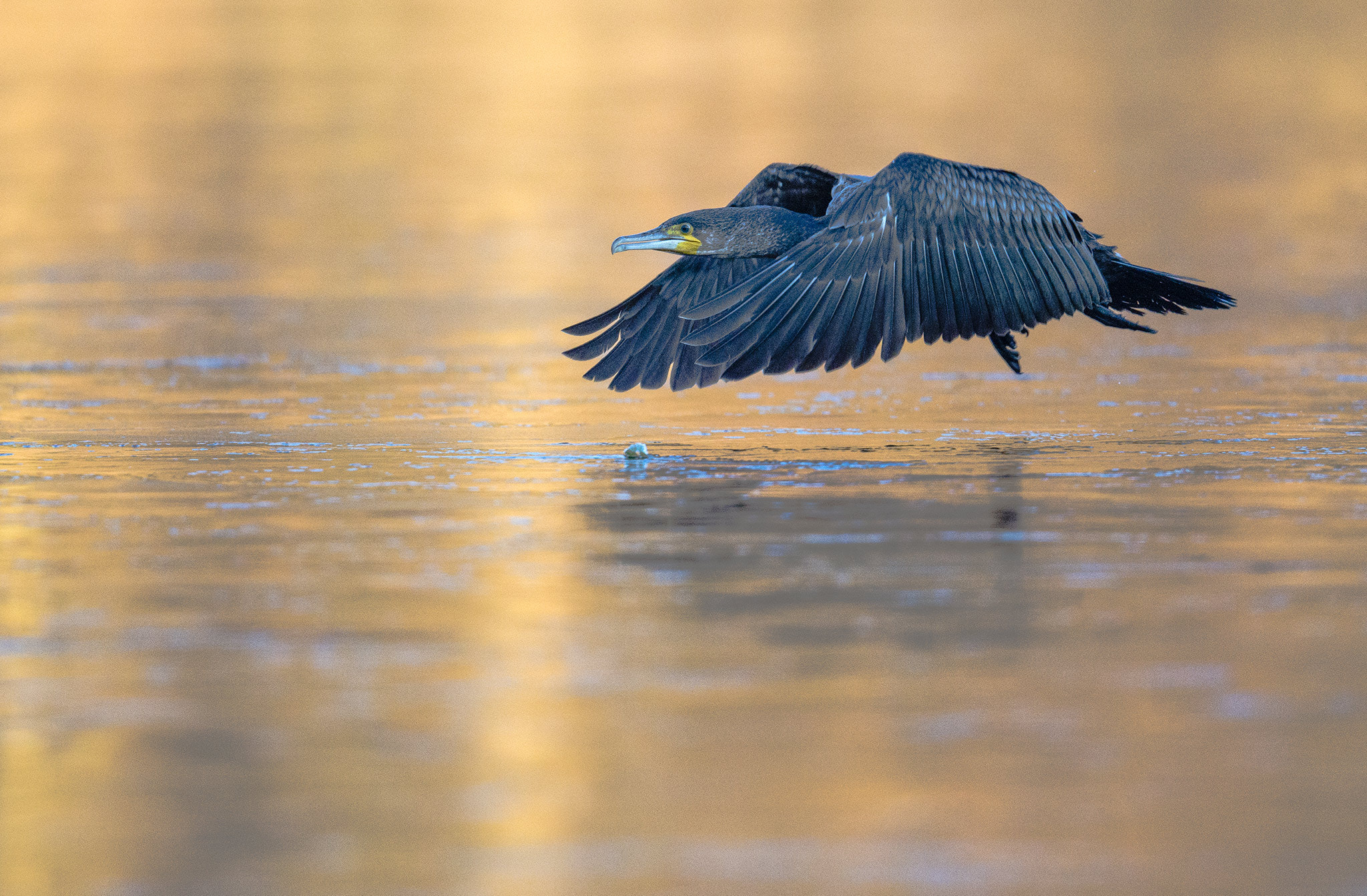 Nikon AF-S Nikkor 500mm F4E FL ED VR sample photo. Grand cormoran (phalacrocorax carbo) photography