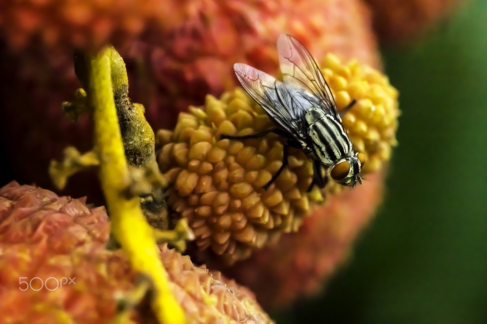 Canon EF 100mm F2.8L Macro IS USM sample photo. Nice suit, mr fly! photography