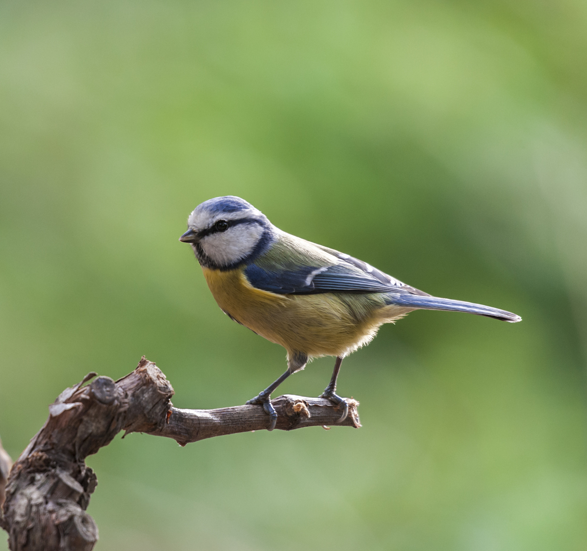 Sigma 50-500mm F4.5-6.3 DG OS HSM sample photo. Hererillo photography