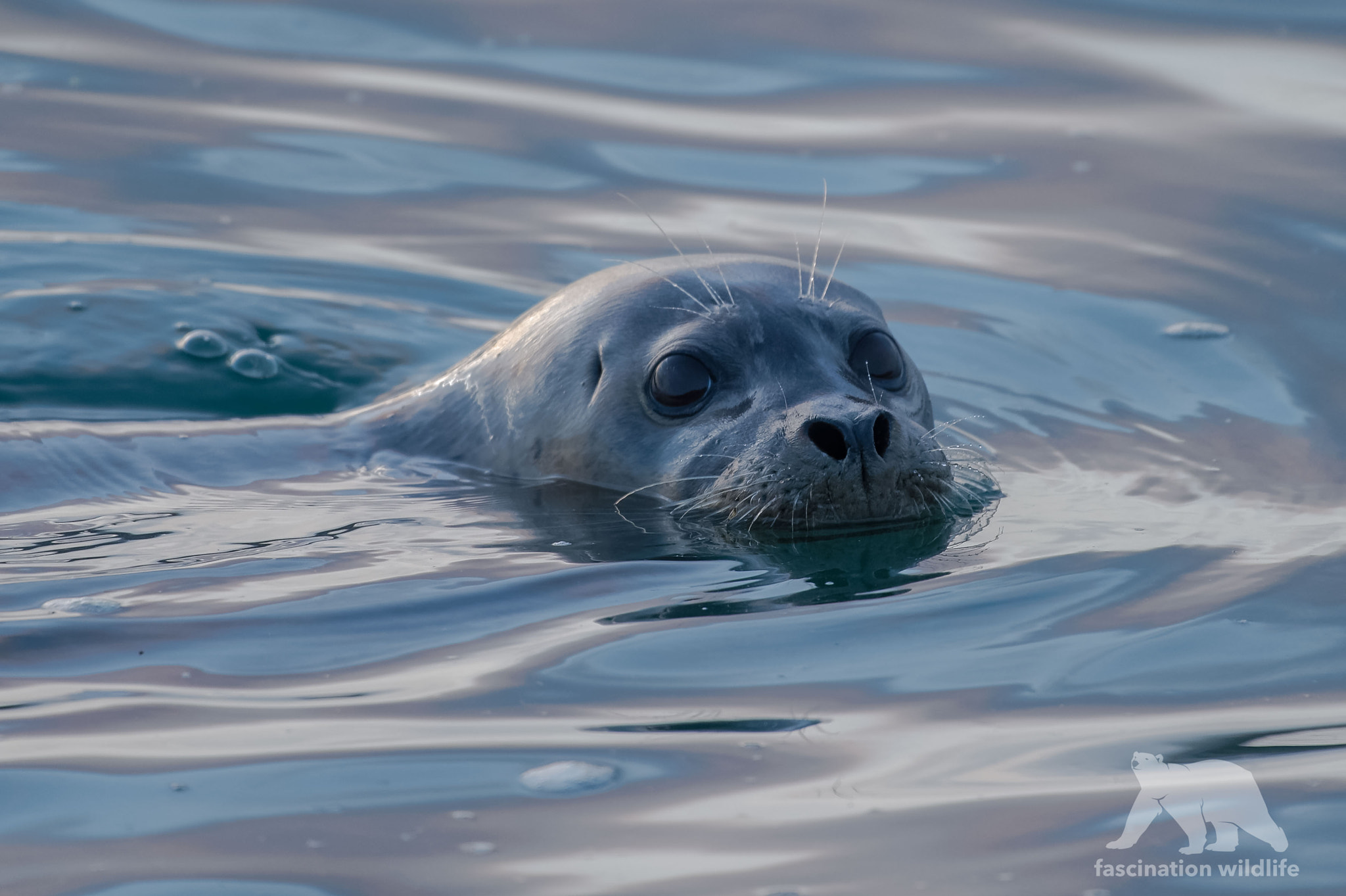 Sigma 150-600mm F5-6.3 DG OS HSM | S sample photo. Curious seal photography