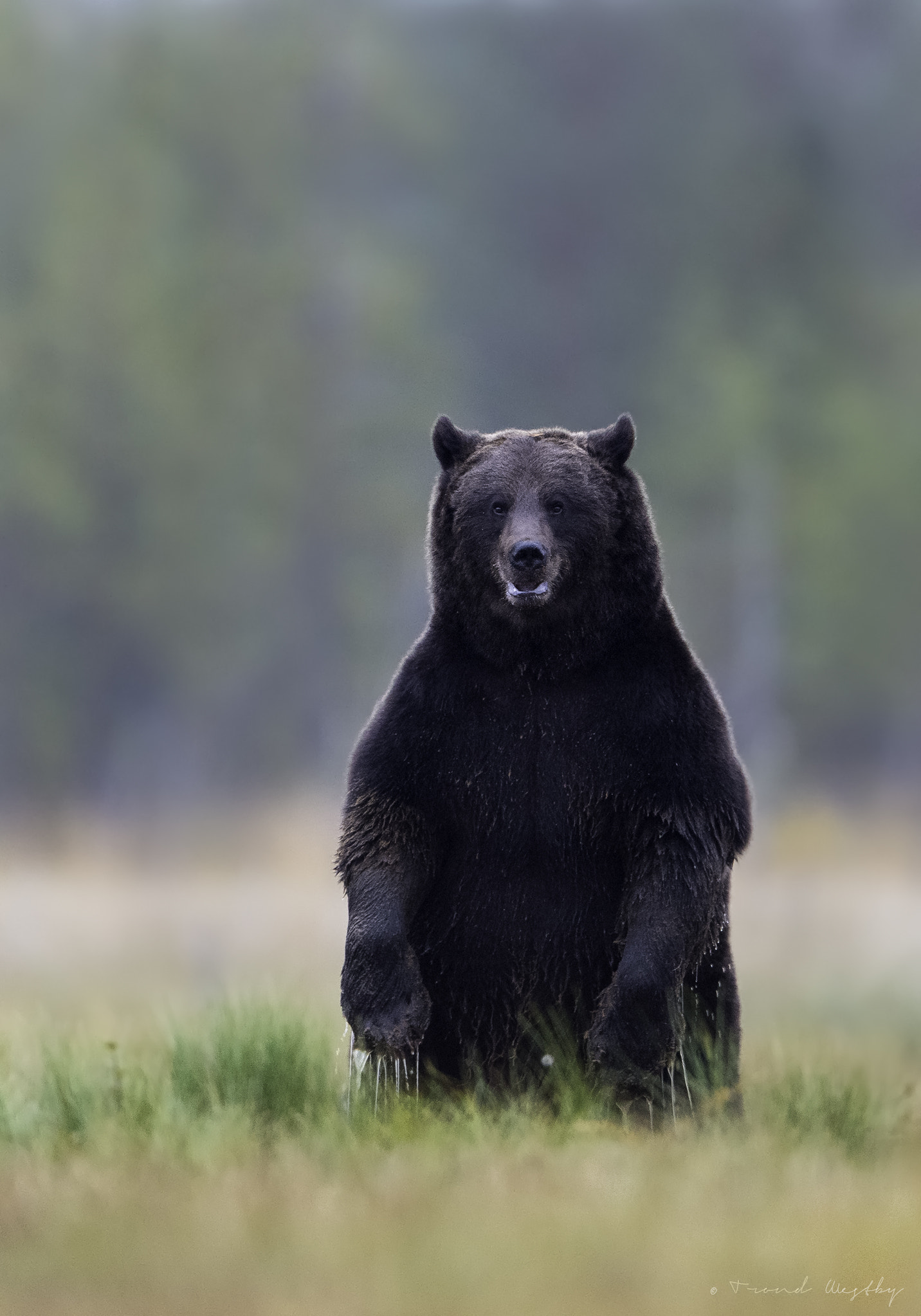 Nikon D4S + Nikon AF-S Nikkor 600mm F4G ED VR sample photo. Bear photography