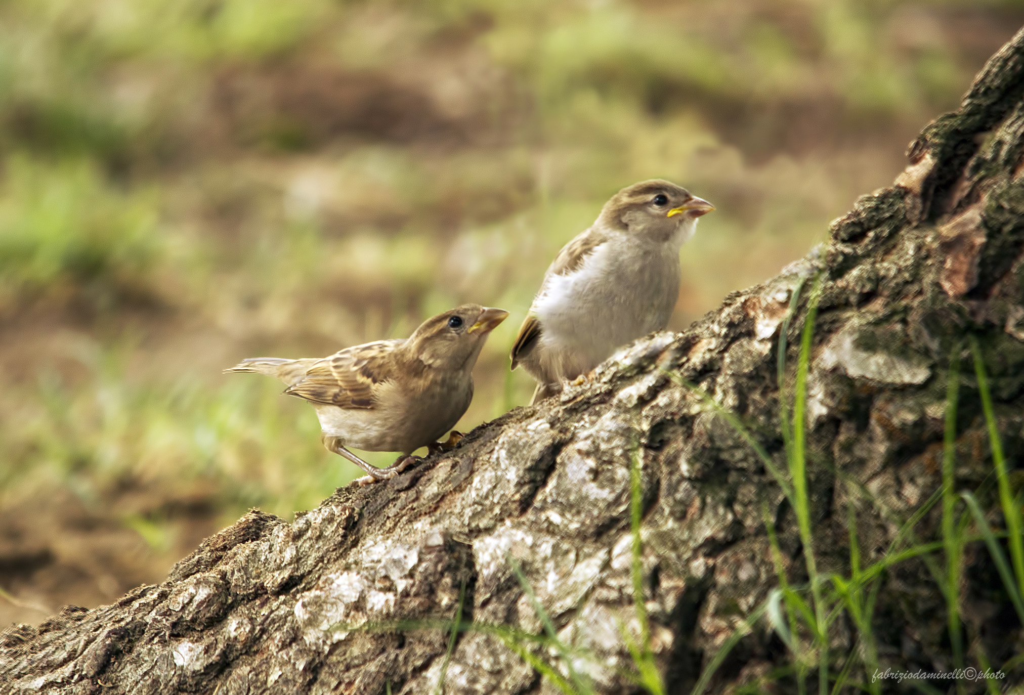 Sigma 150-500mm F5-6.3 DG OS HSM sample photo. Little birds photography