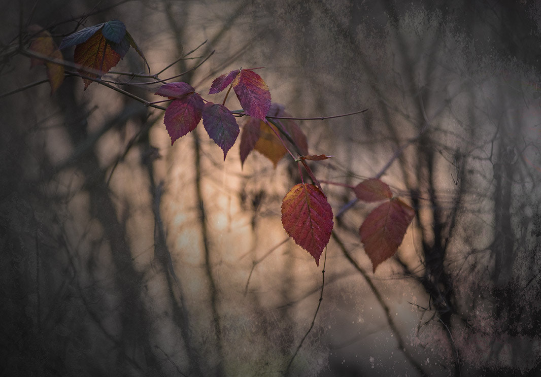 AF Zoom-Nikkor 80-200mm f/2.8 ED sample photo. Beyond the frost photography