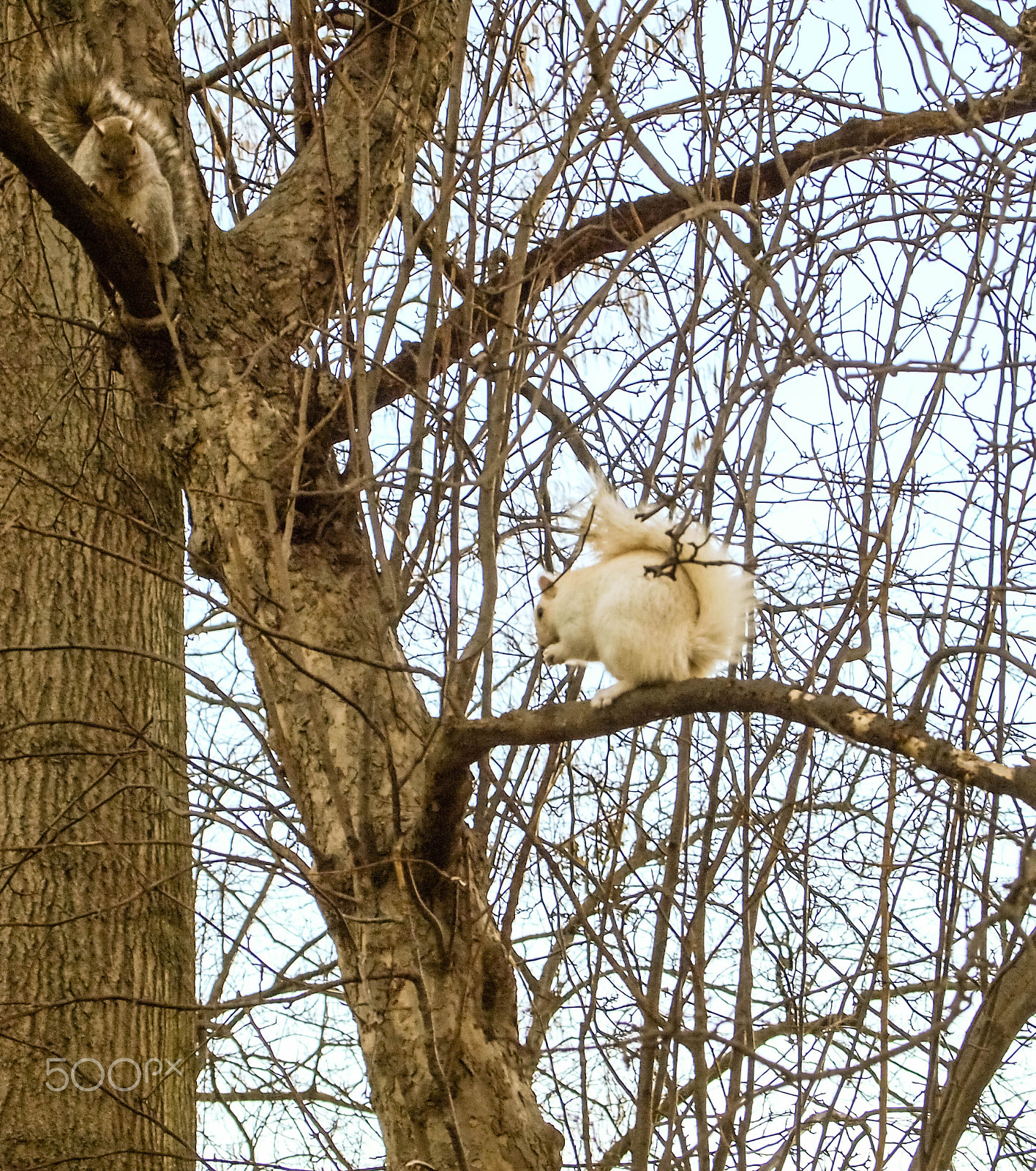 Olympus PEN E-PL1 sample photo. White squirrel photography