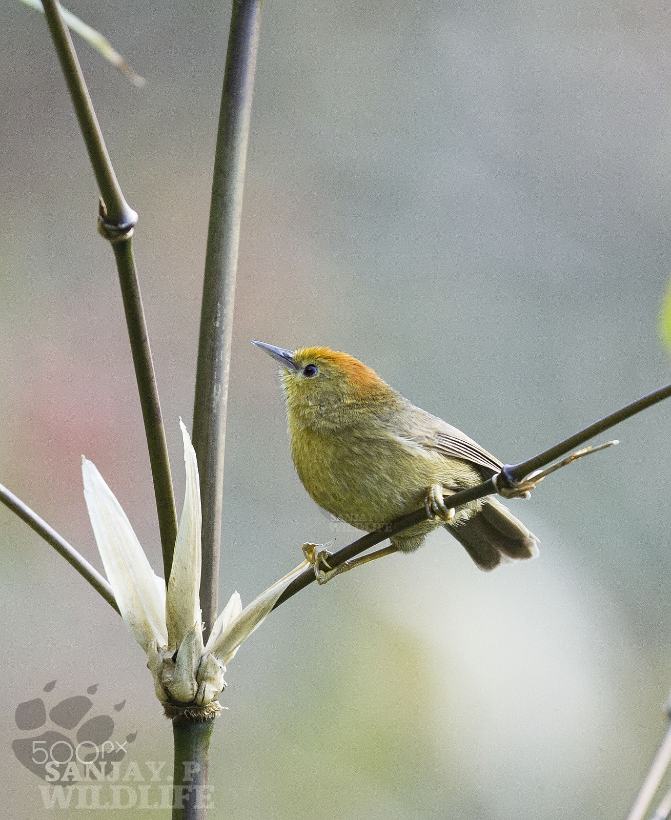 Canon EOS 60D + Canon EF 300mm F2.8L IS USM sample photo. Rufous-capped babbler (stachyridopsis ruficeps) photography