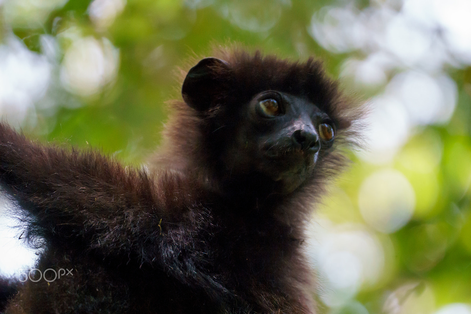 Sony FE 70-300mm F4.5-5.6 G OSS sample photo. Brown lemur in rainforest of ranomafana, madagascar photography