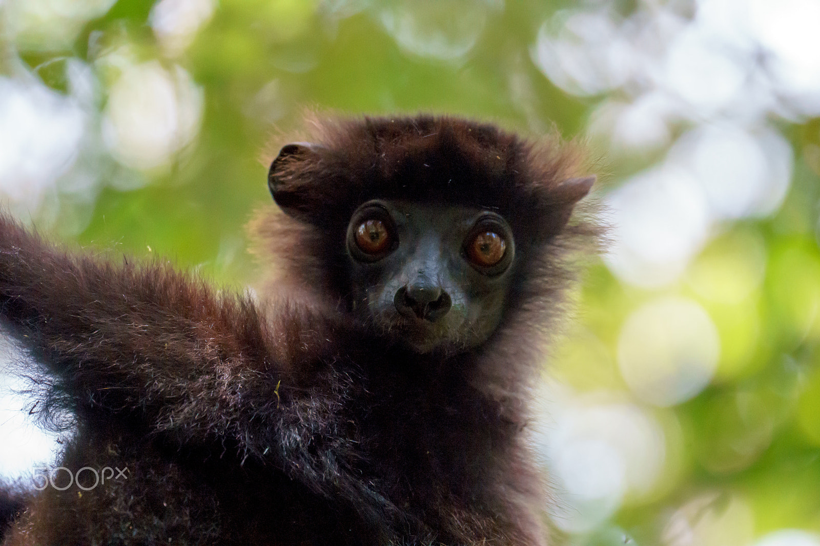 Sony FE 70-300mm F4.5-5.6 G OSS sample photo. Brown lemur in rainforest of ranomafana, madagascar photography