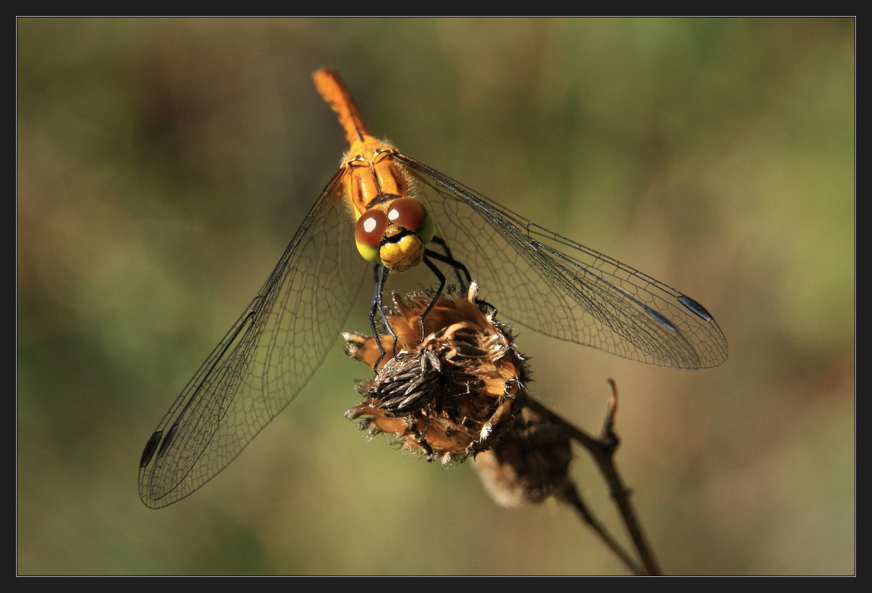 Canon EOS 450D (EOS Rebel XSi / EOS Kiss X2) sample photo. Waiting for the prey... photography