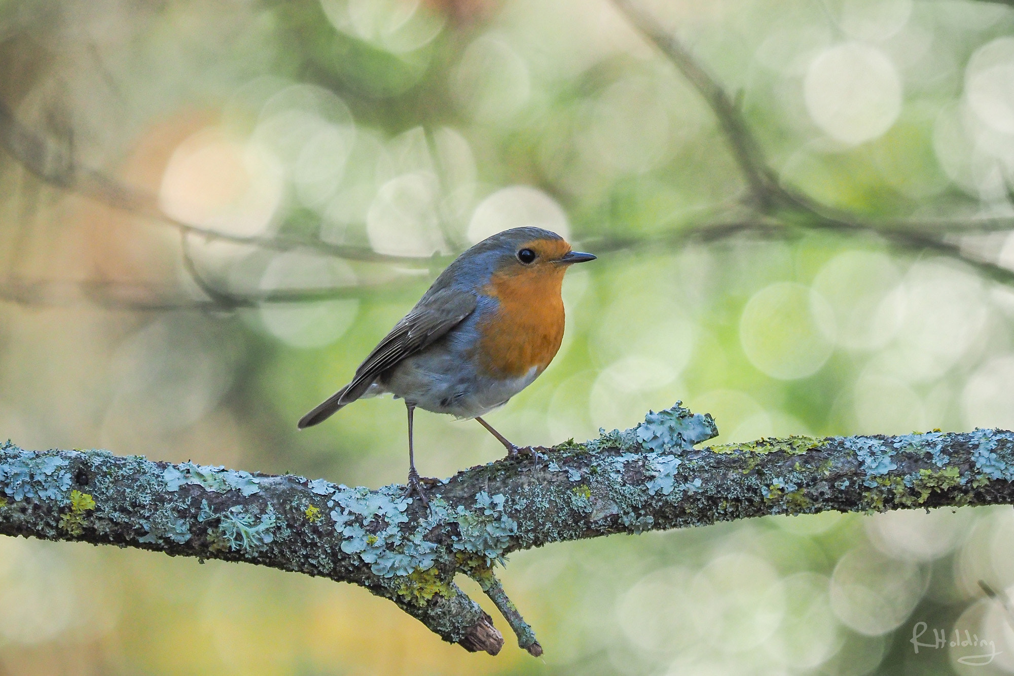 Olympus OM-D E-M1 sample photo. Robin pastel photography