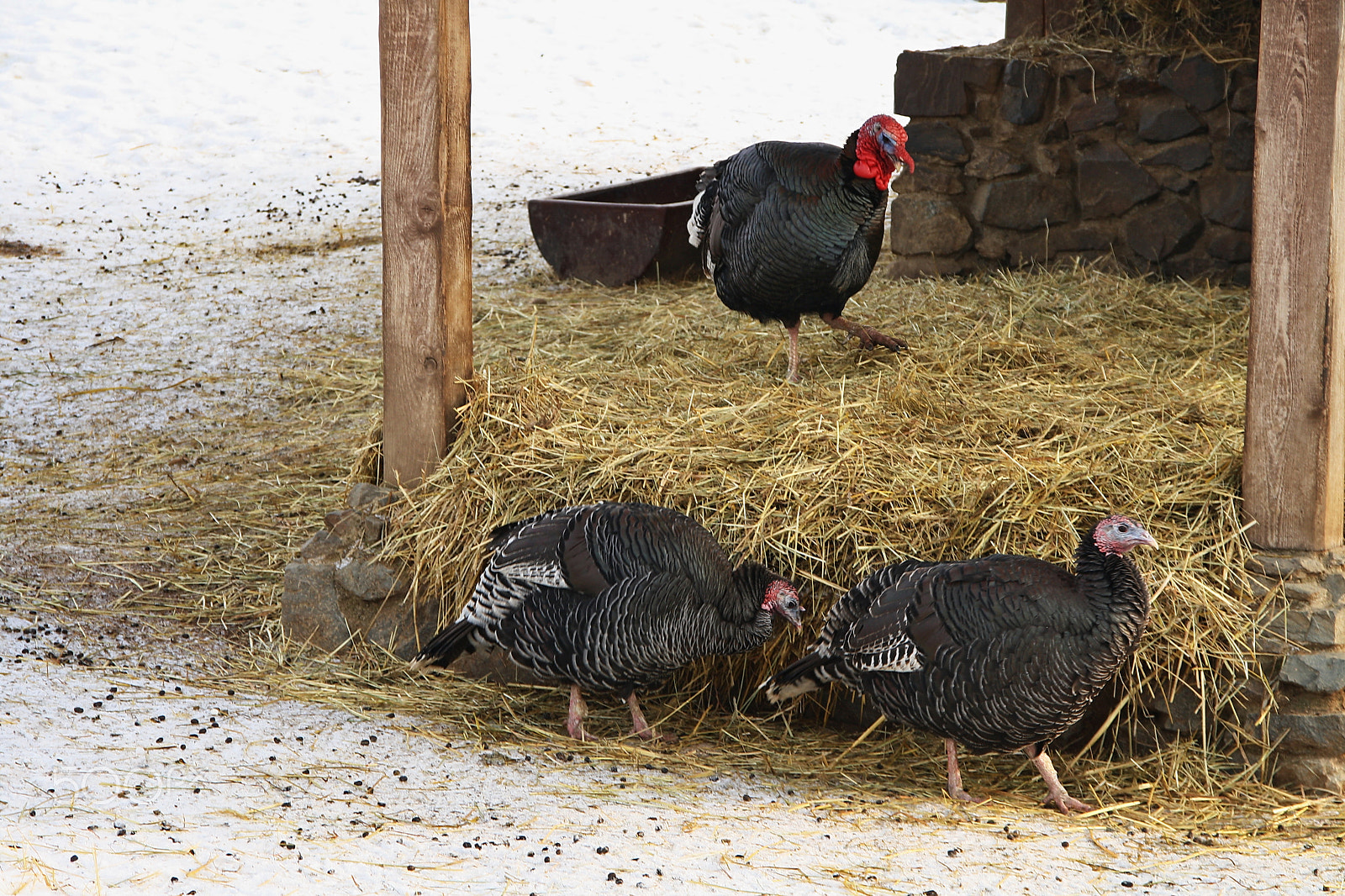 Sigma 18-125mm F3.8-5.6 DC OS HSM sample photo. Turkeys on a walk photography